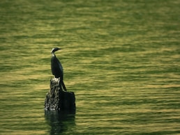 A bird is sitting on a rock in the water