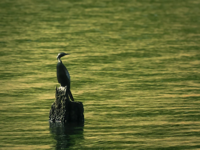 Periyar