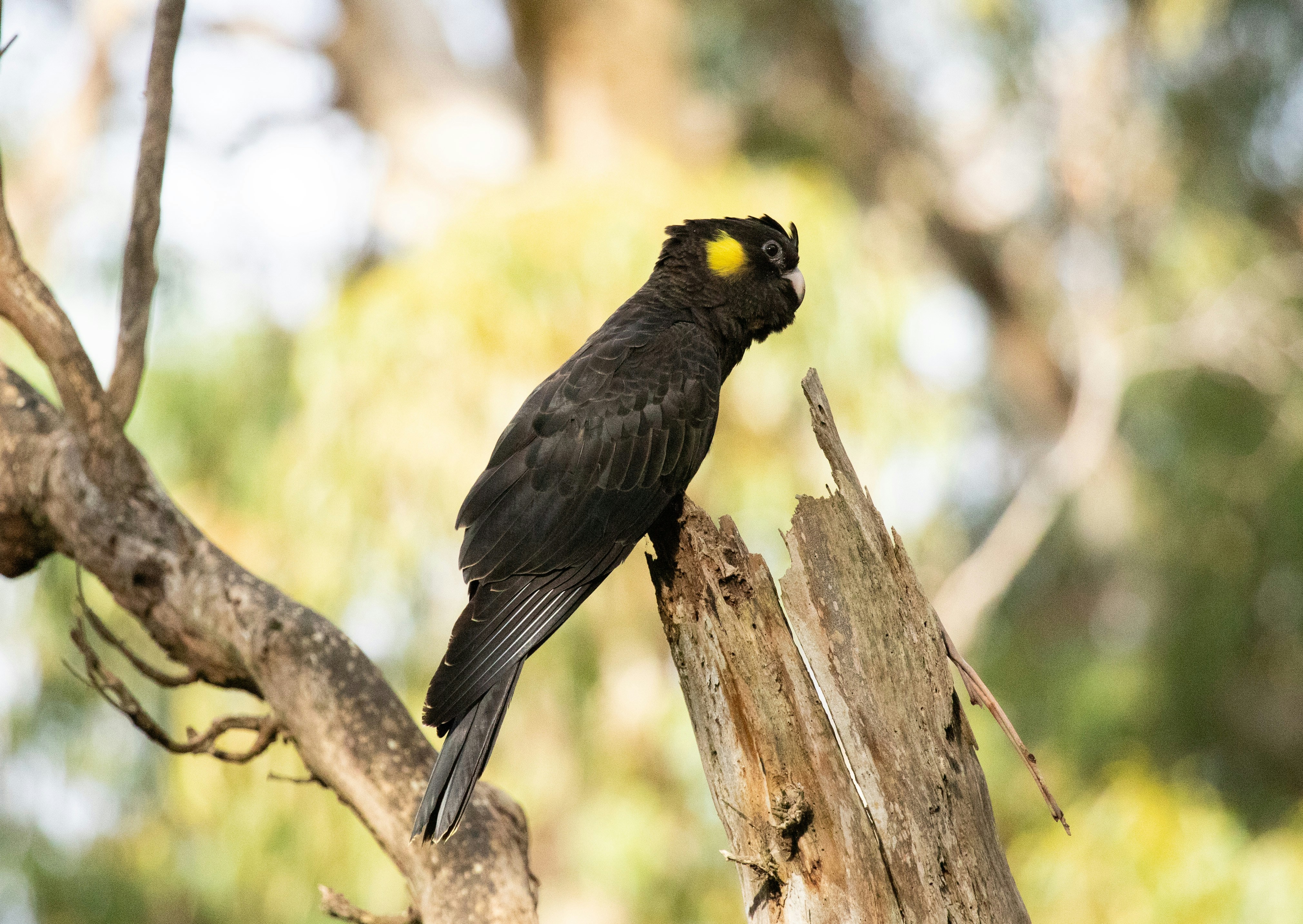 Un uccello nero appollaiato in cima al ramo di un albero
