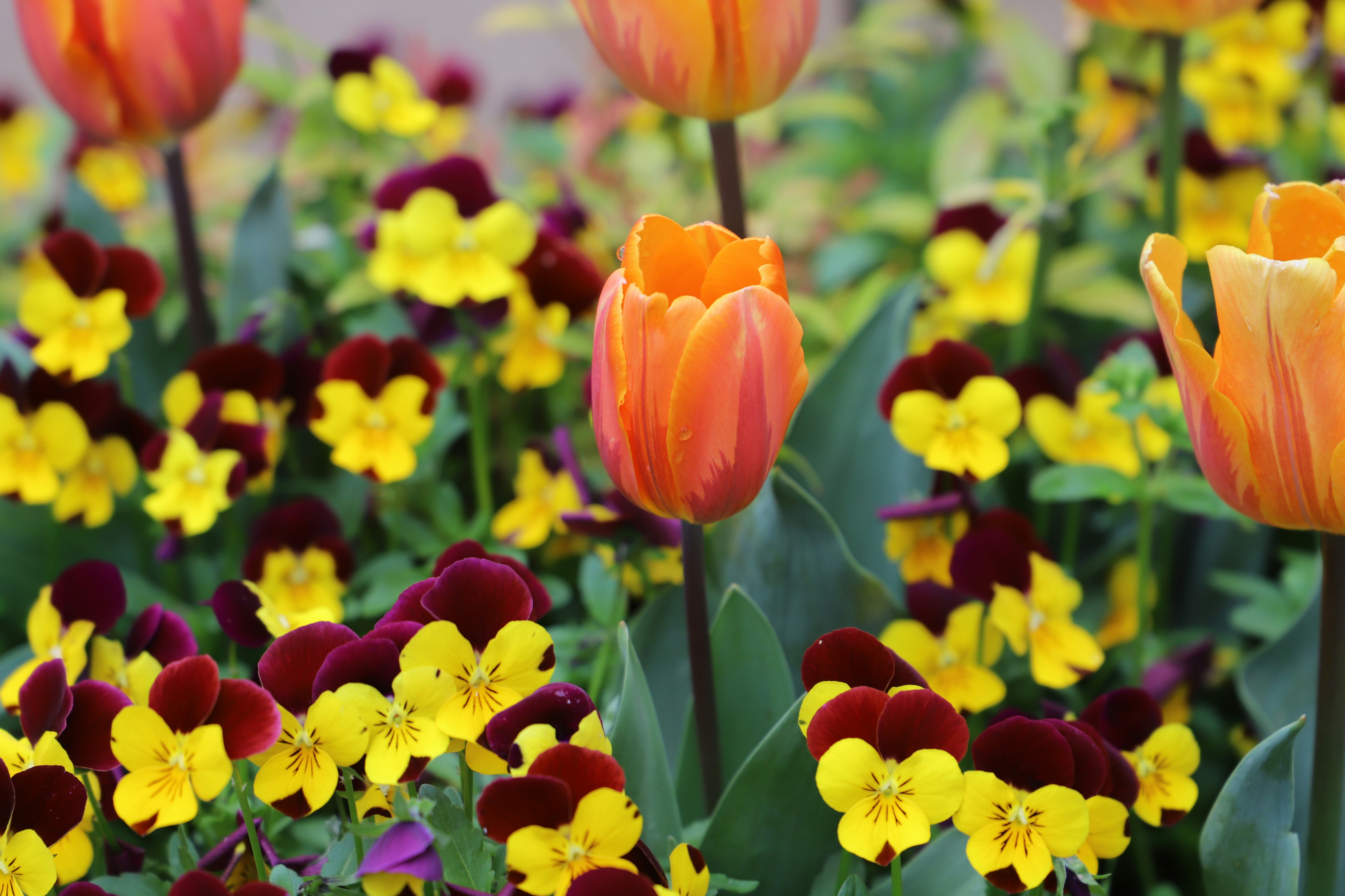 Photo by tourneskeud