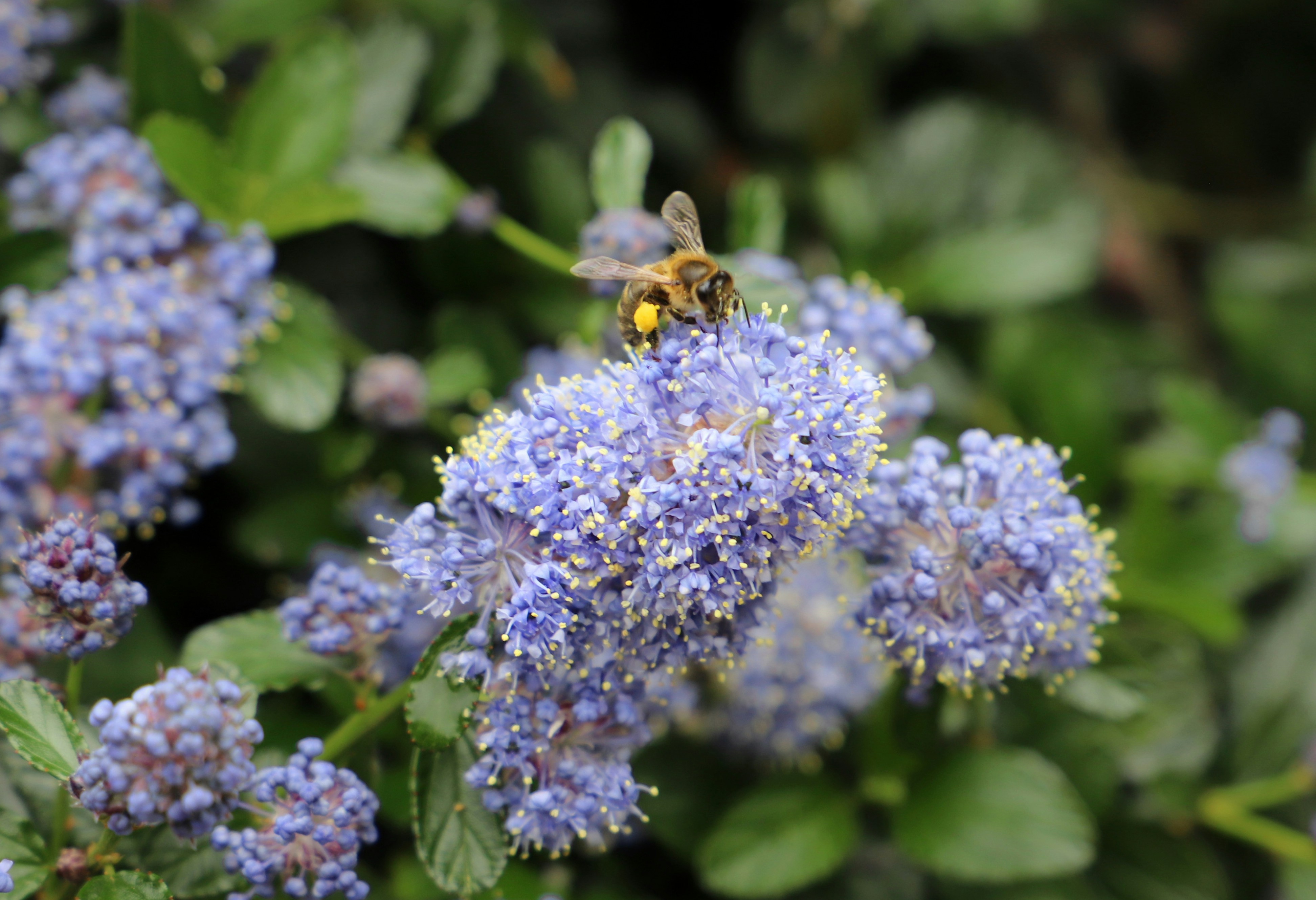 Un'ape seduta sopra un fiore viola