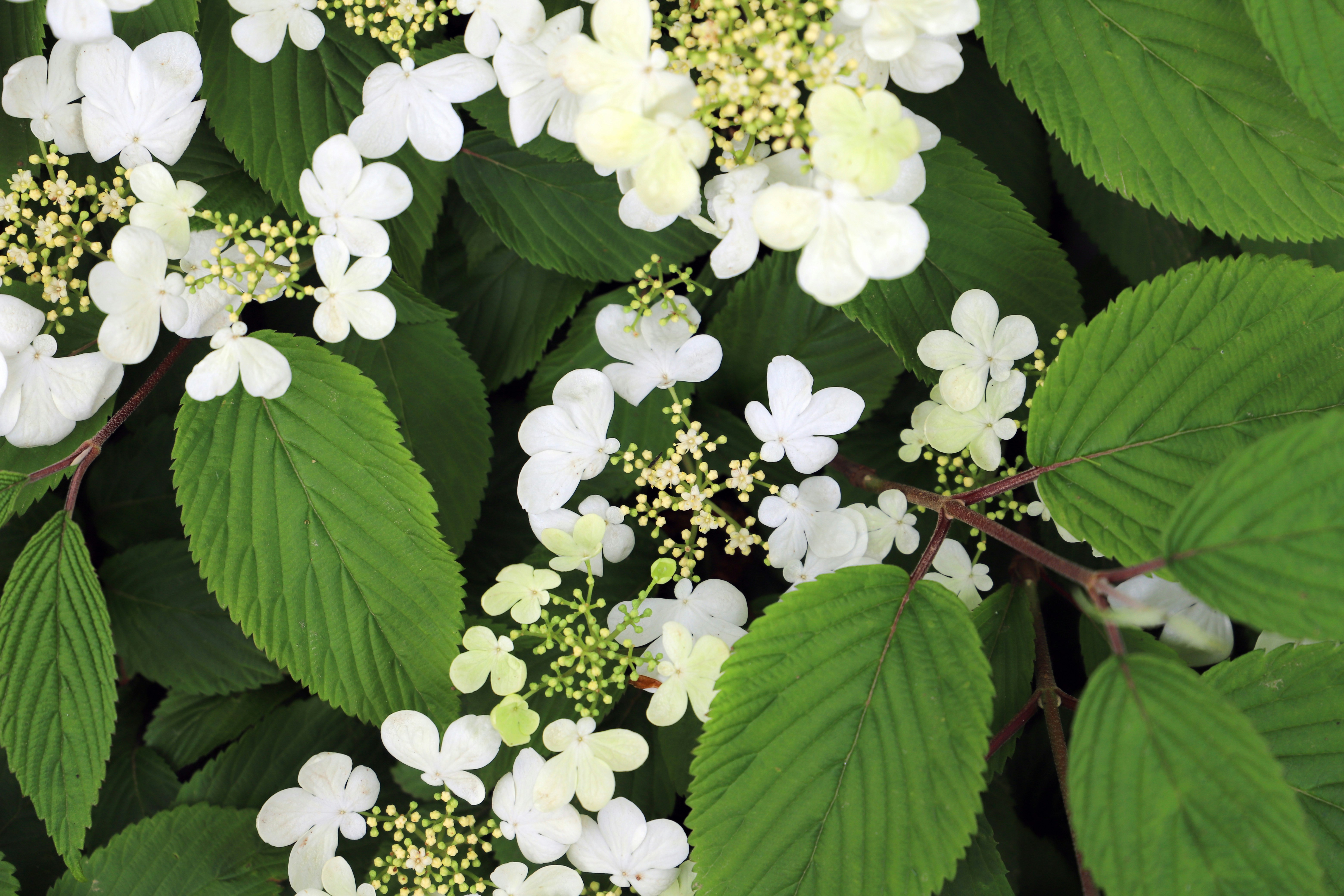 Un bouquet de fleurs blanches avec des feuilles vertes