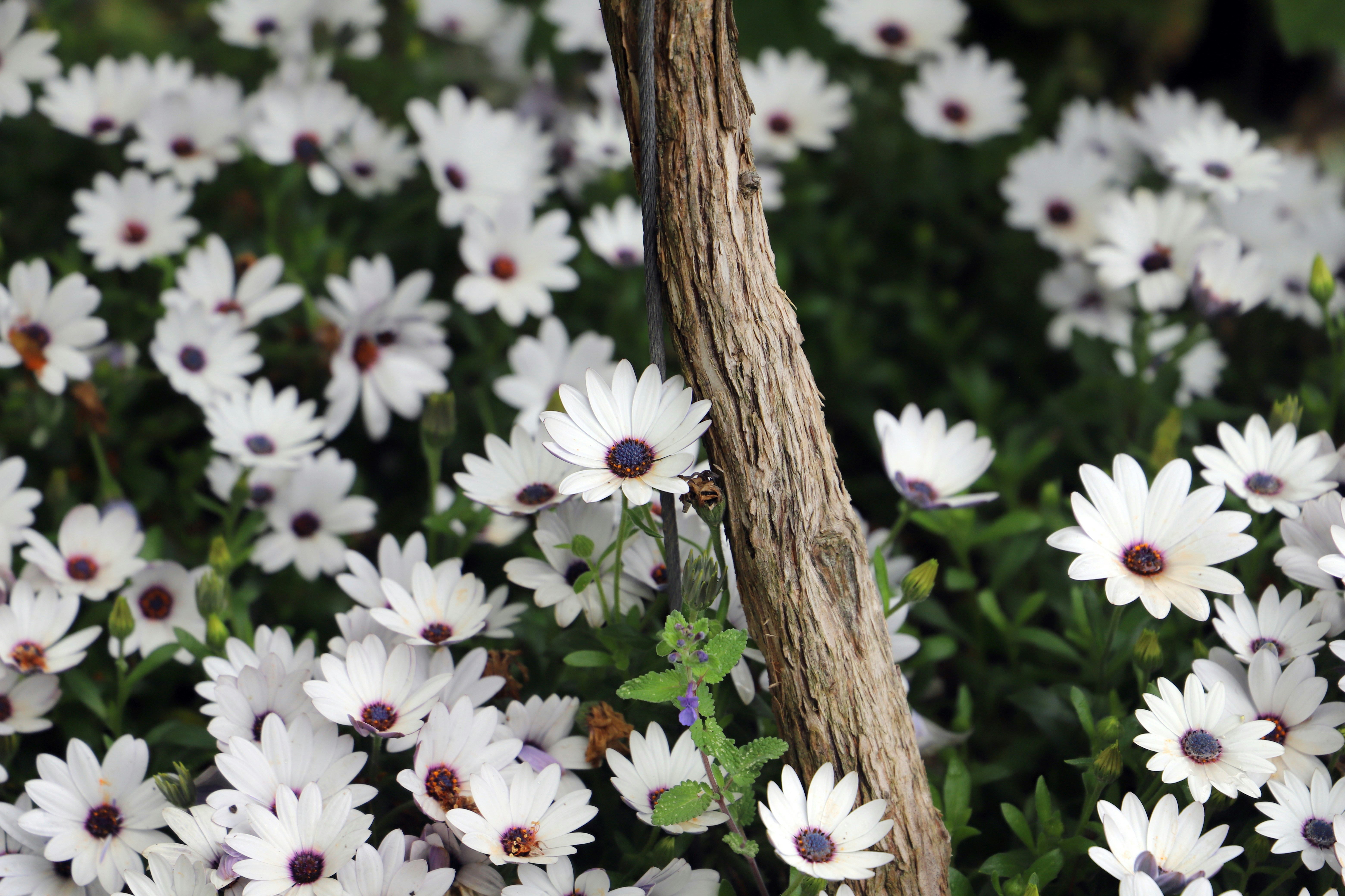 A bunch of white flowers that are next to each other