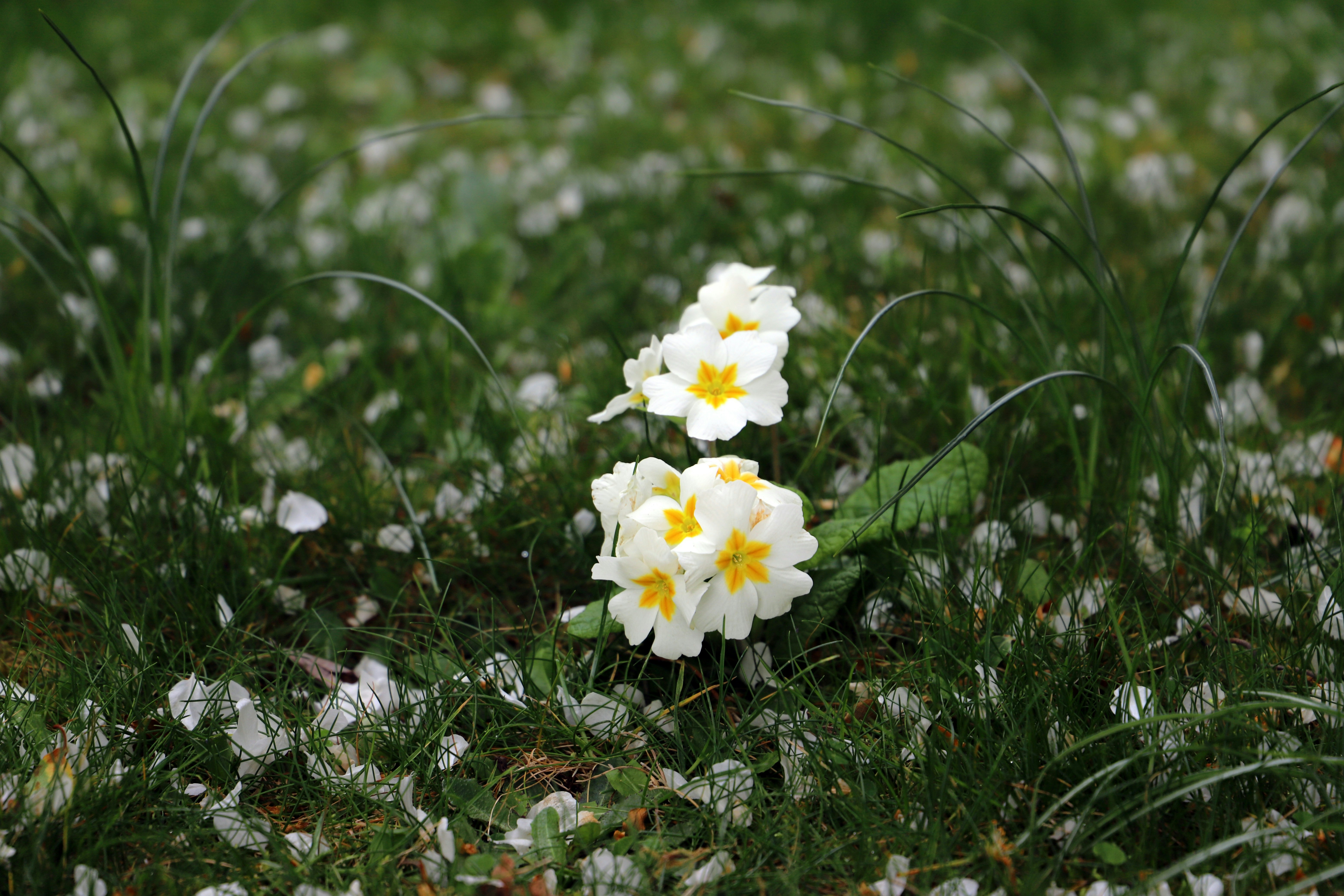 Seeing the Invisible: How to Spot Thermogenic Plants (image credits: unsplash)