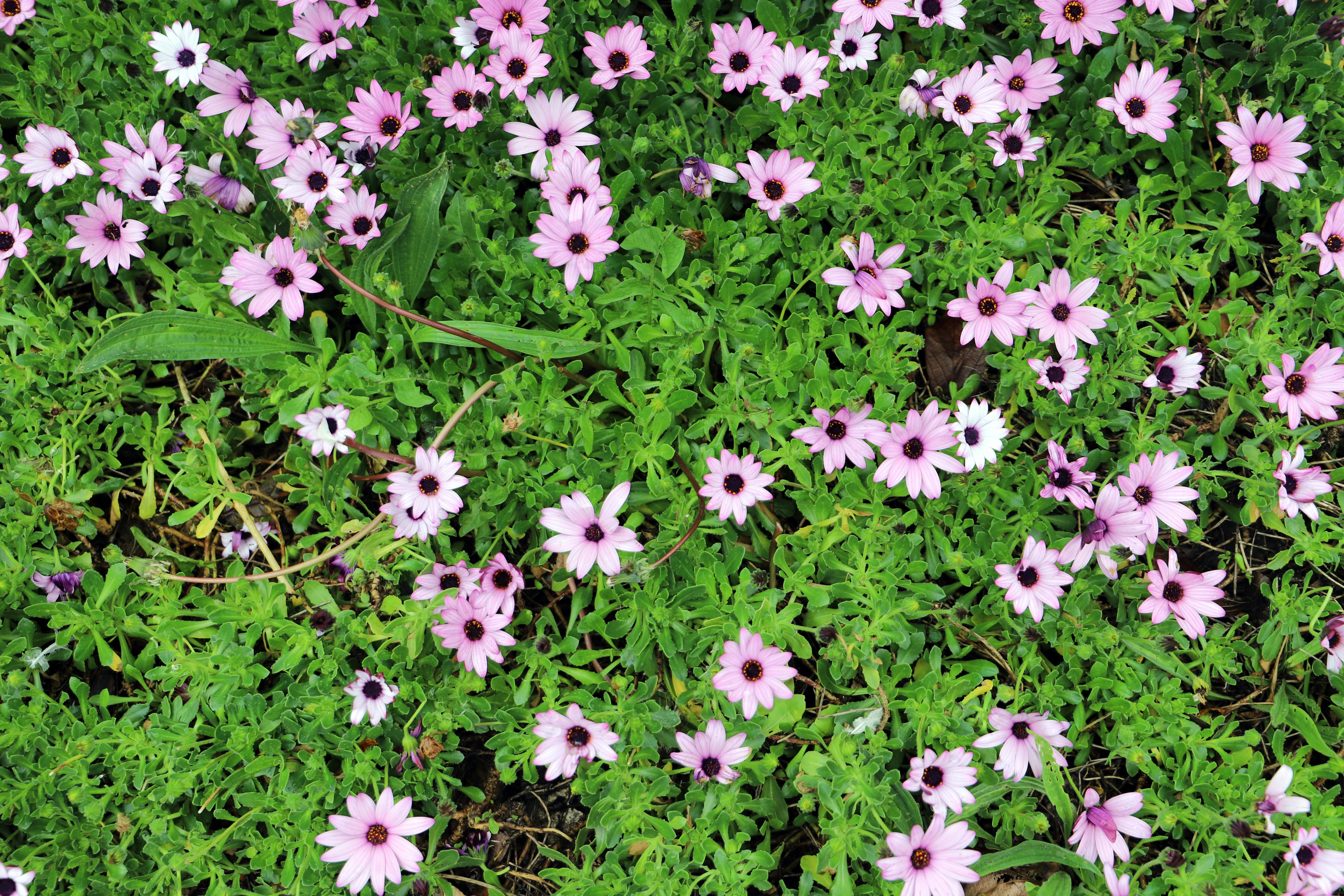 A field of pink and white flowers in the grass