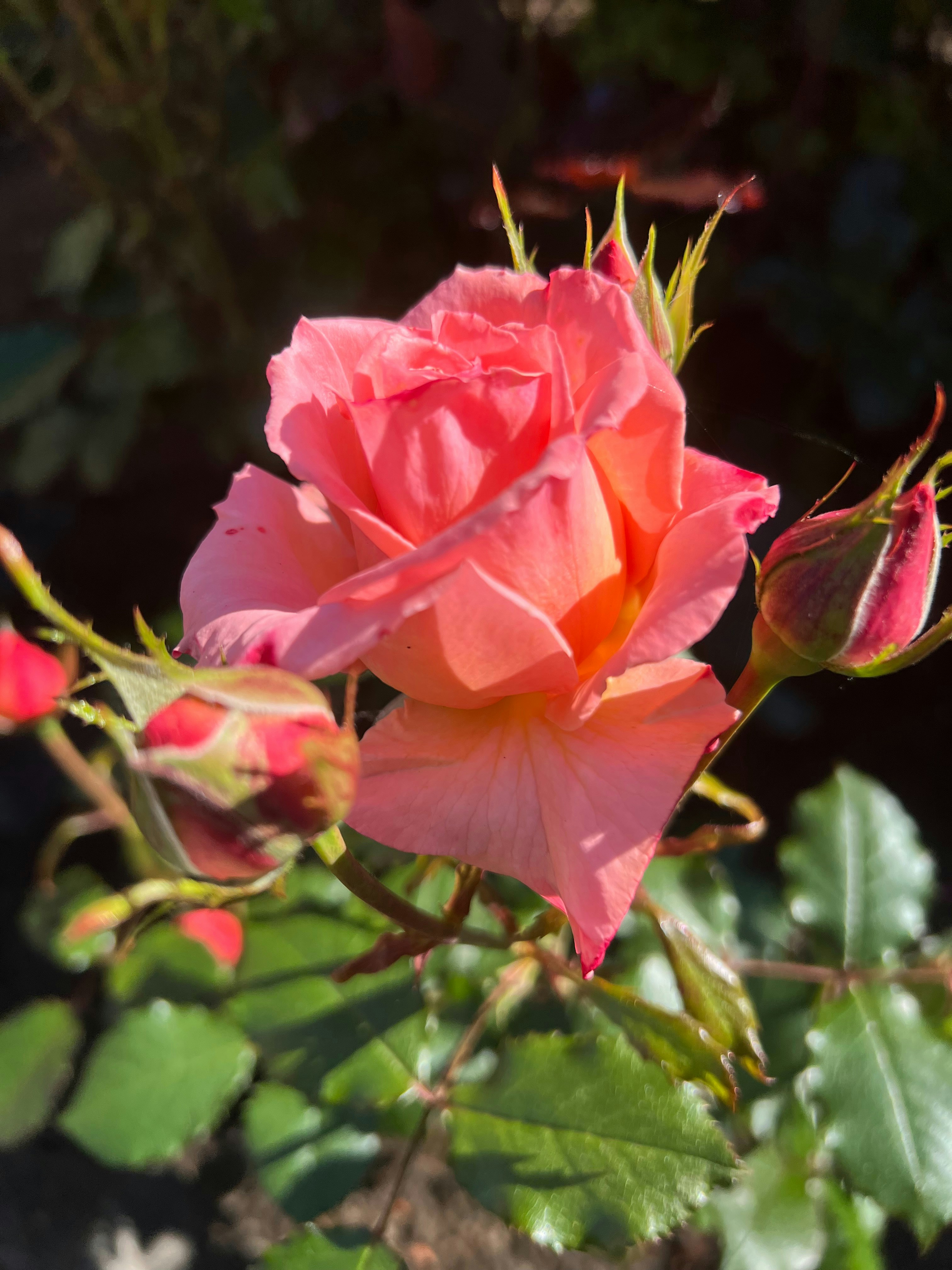 Photo by catgauthier