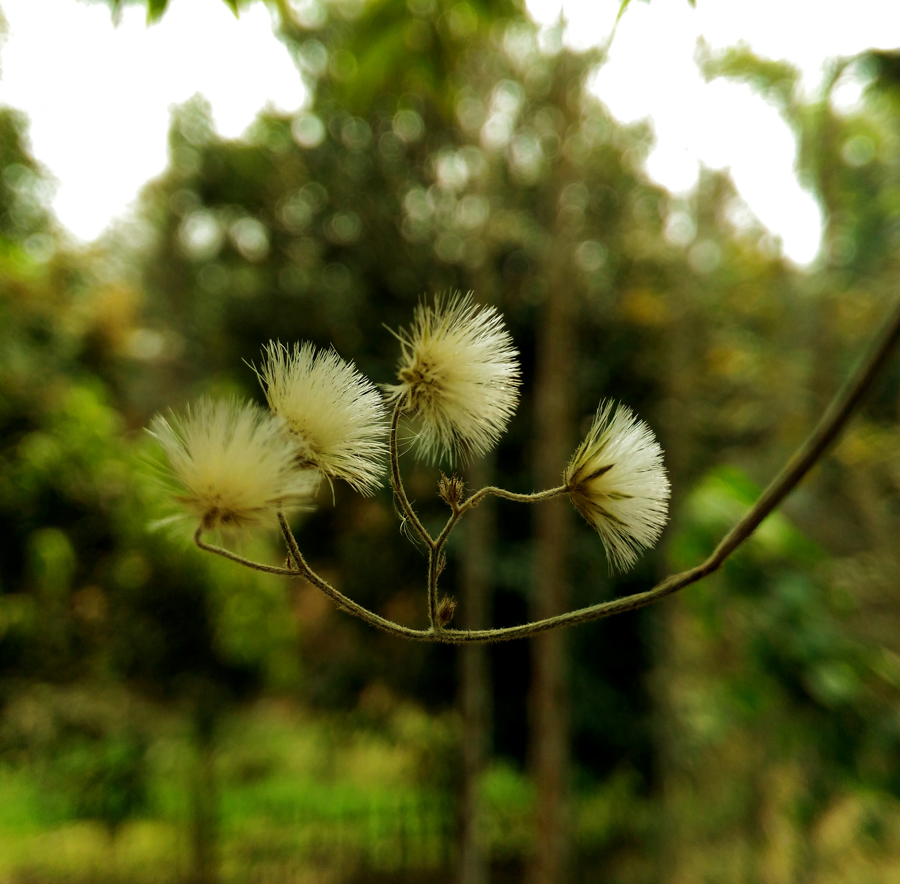 Photo by ashiqdey