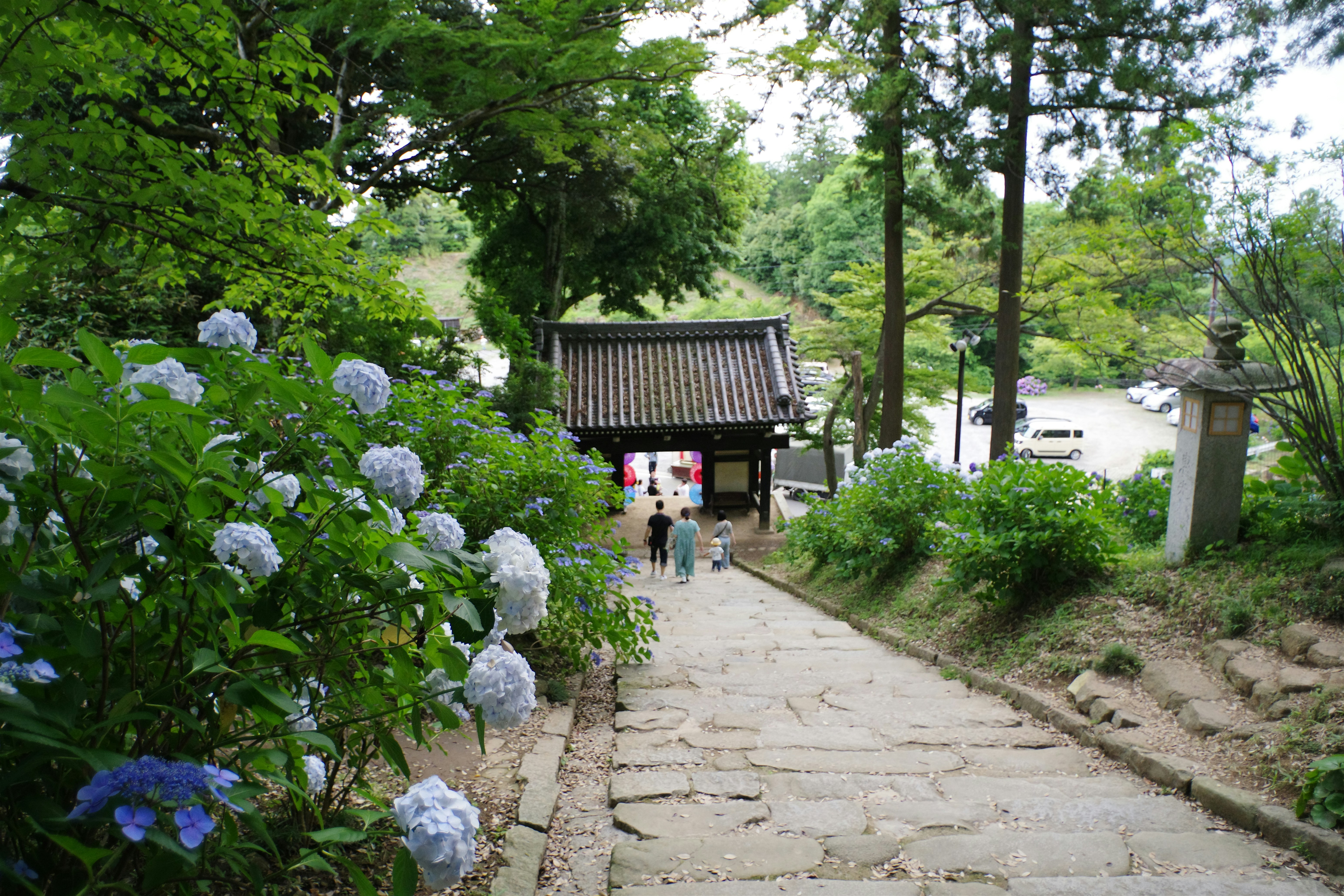 Beautiful green and flower garden、新緑と美しい花が織りなす絶景 A superb view of fresh greenery and beautiful flowers
