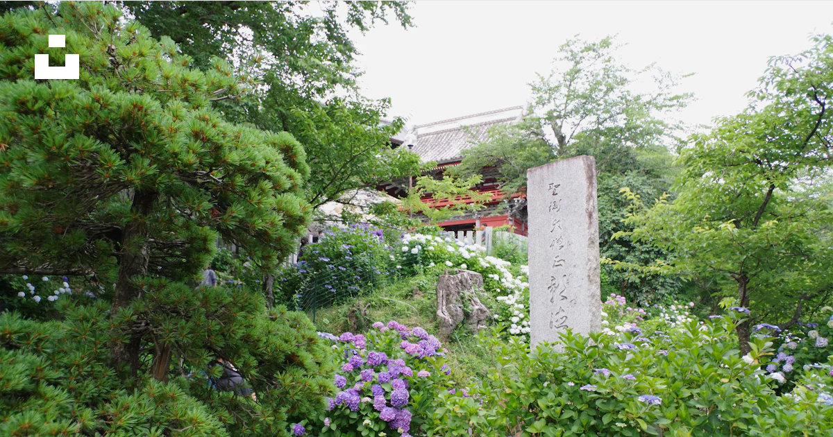 A lush green forest filled with lots of trees photo – Free 木立 Image on ...