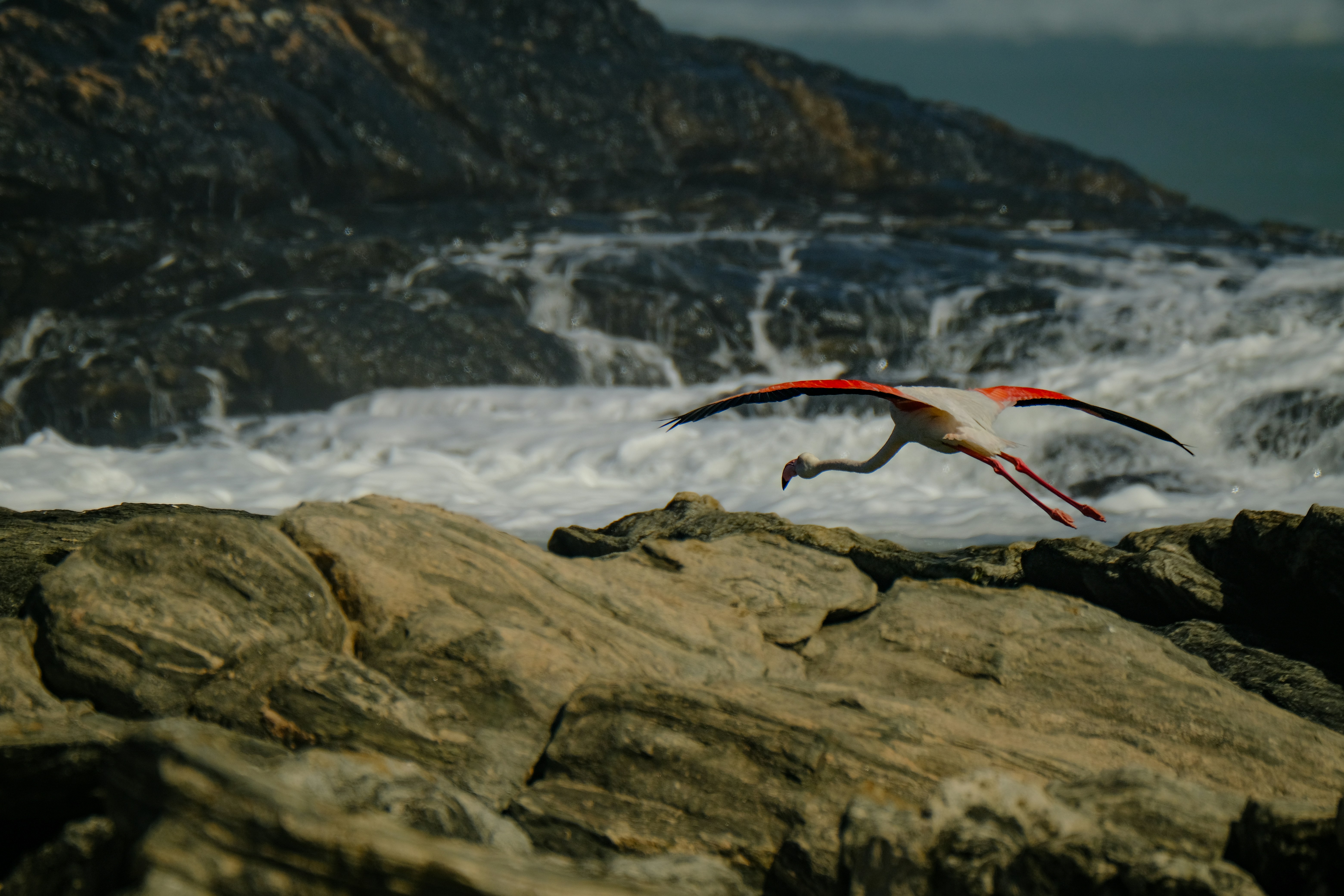 The Biomechanics of Quadrupedal Takeoff (image credits: unsplash)