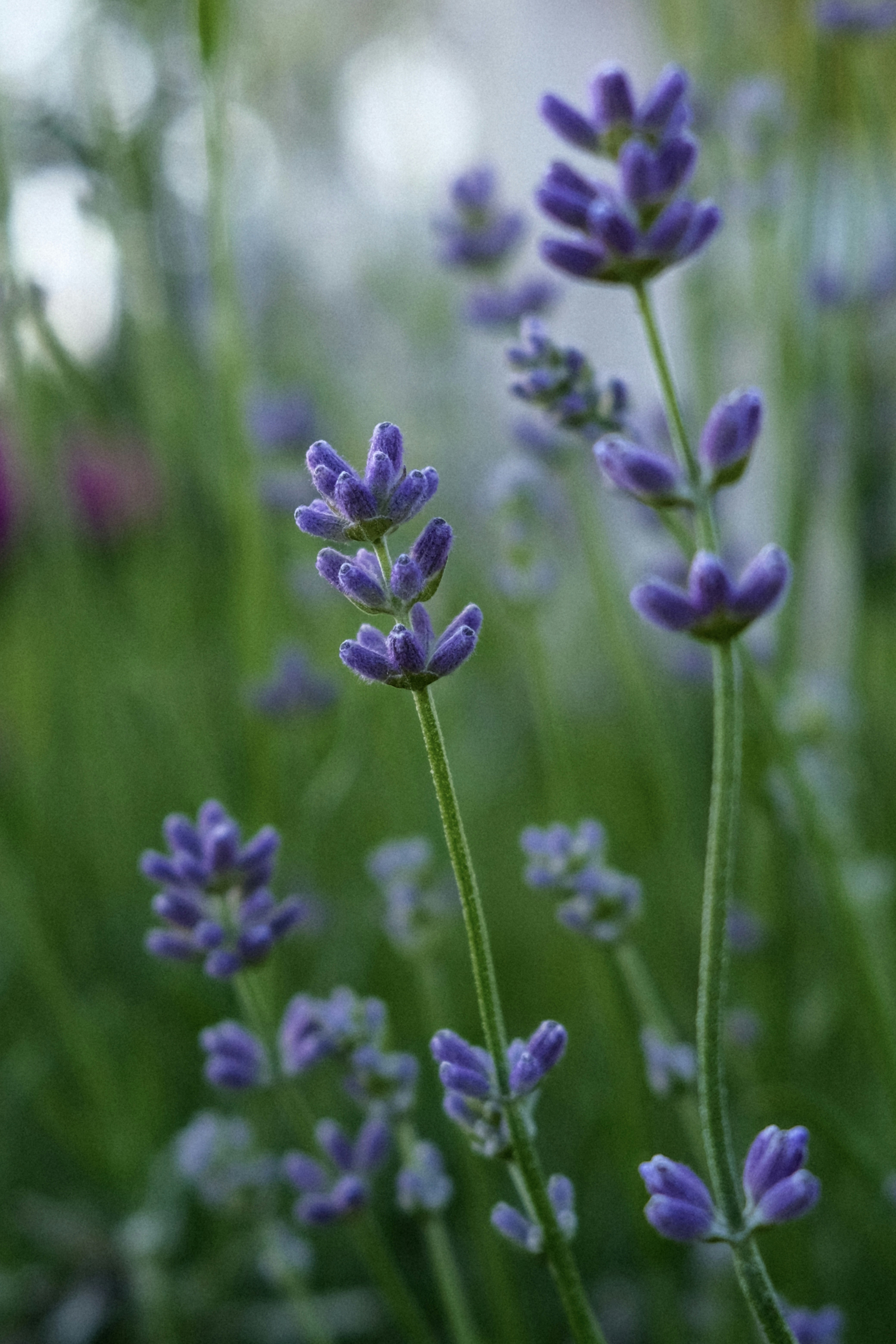 Photo by zapiatkina