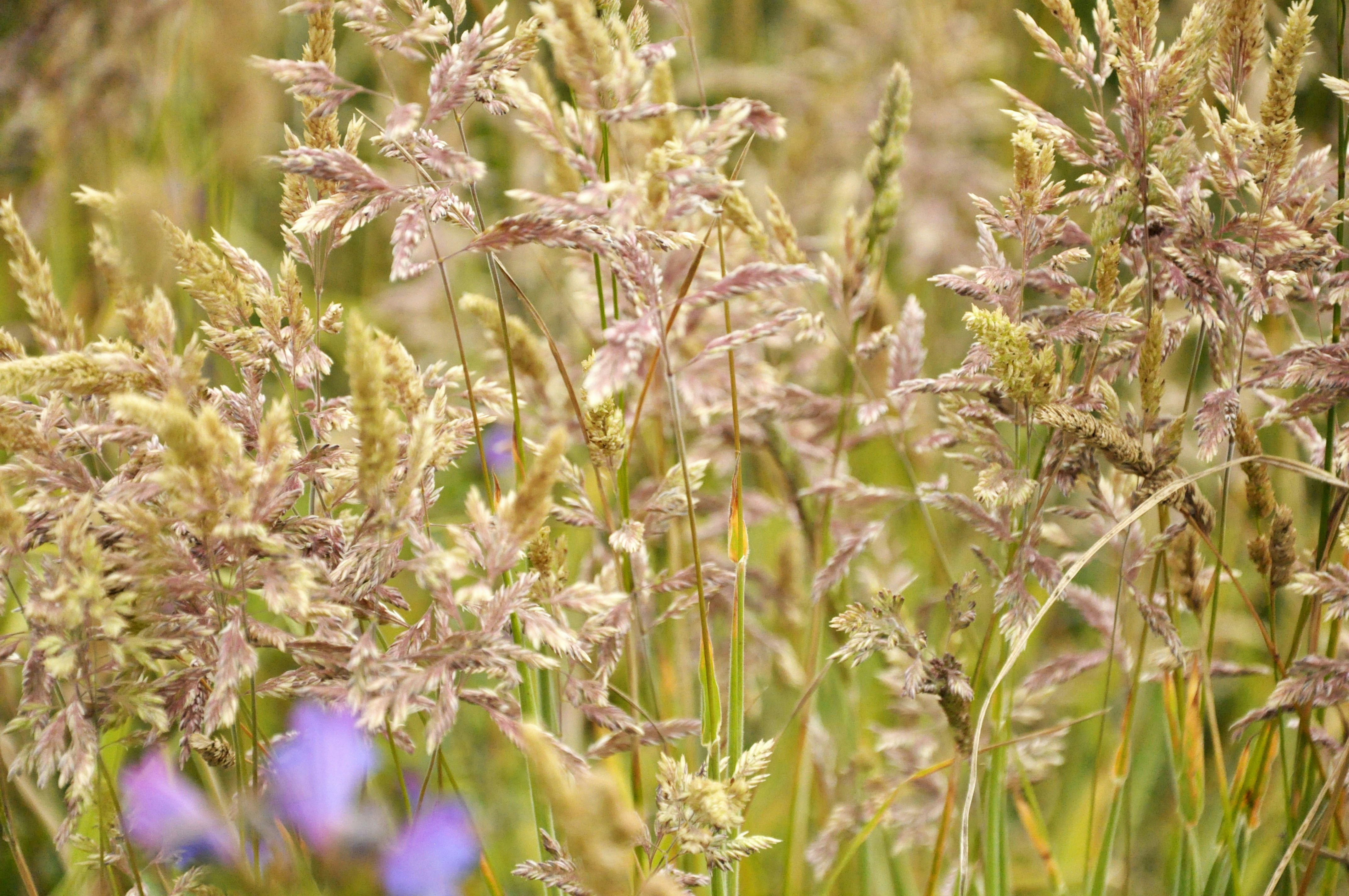 A bunch of flowers that are in the grass