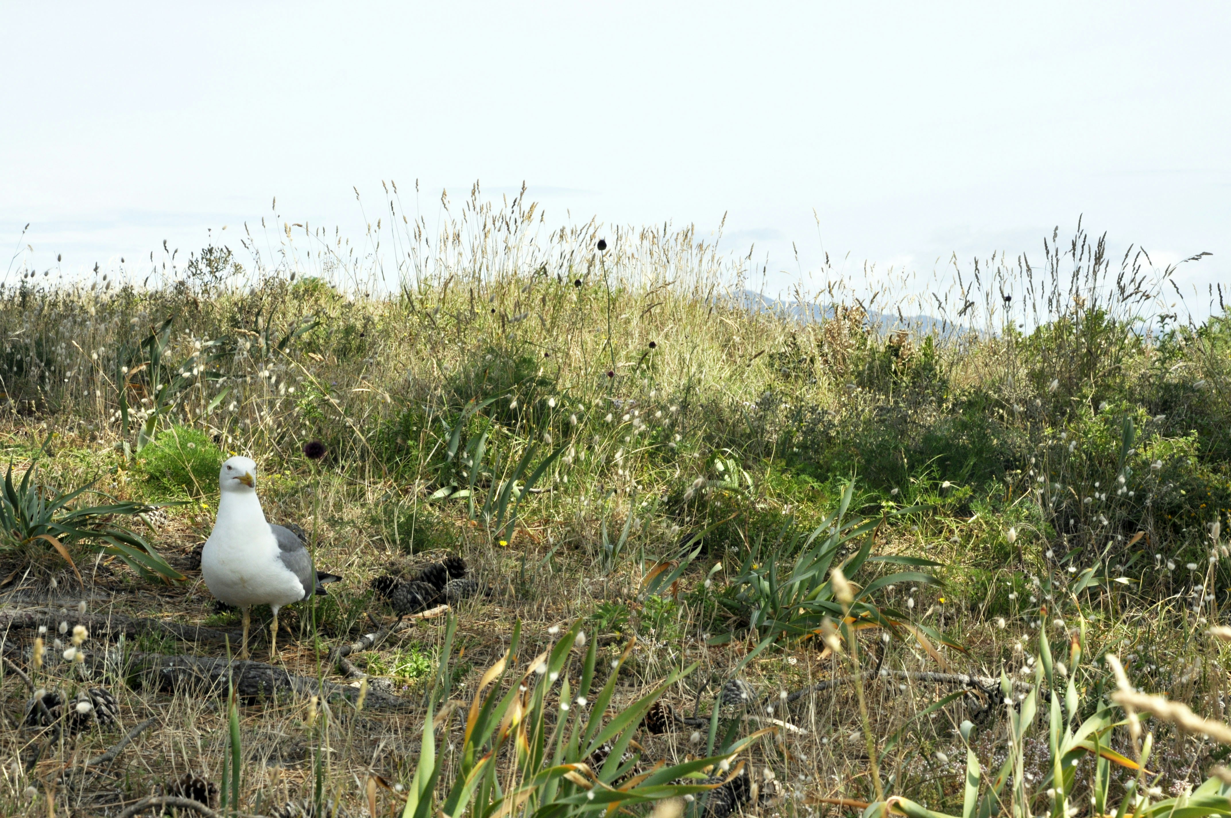 A white bird sitting on top of a grass covered field