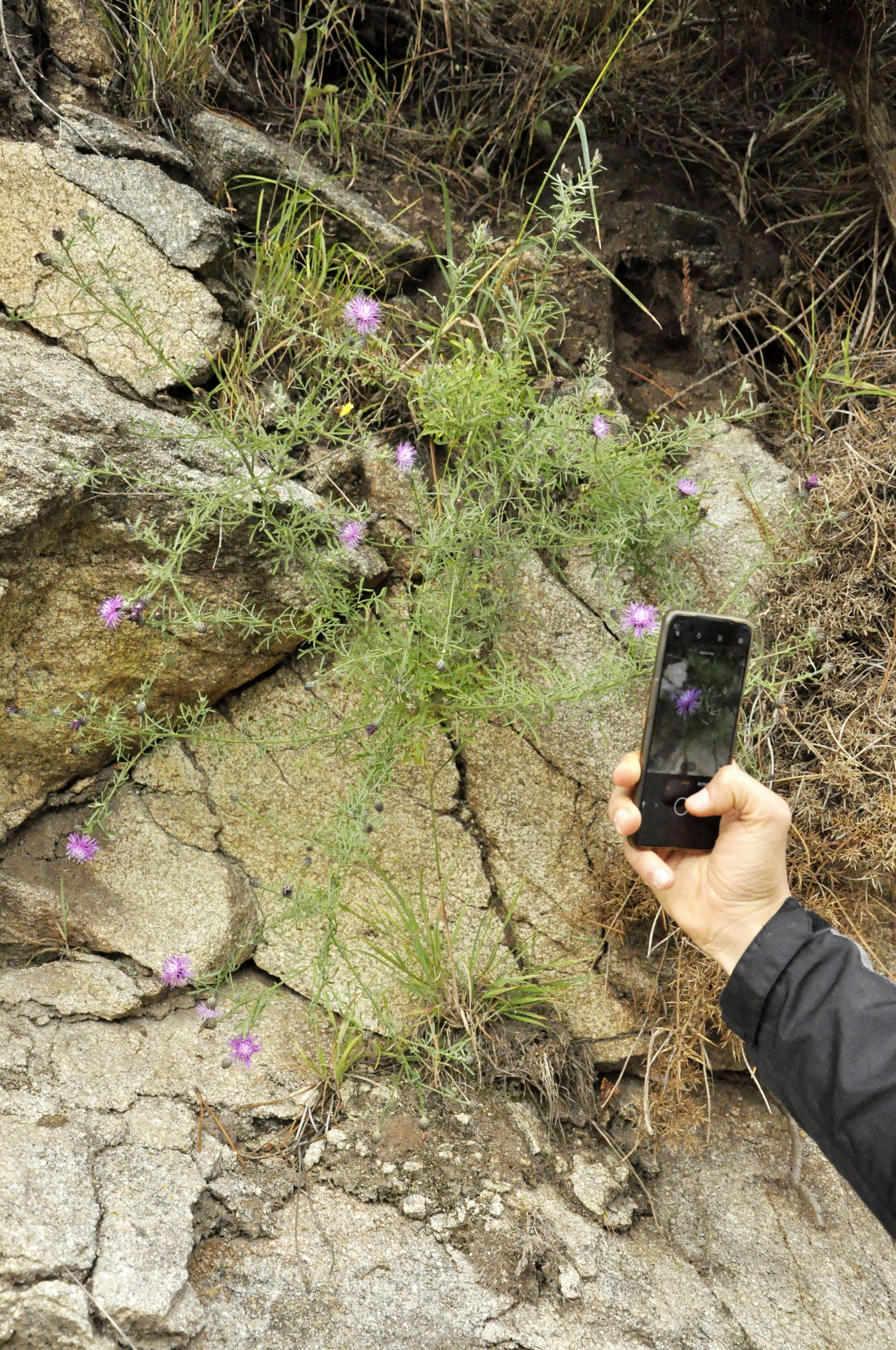 A person taking a picture of a rock formation with a cell phone