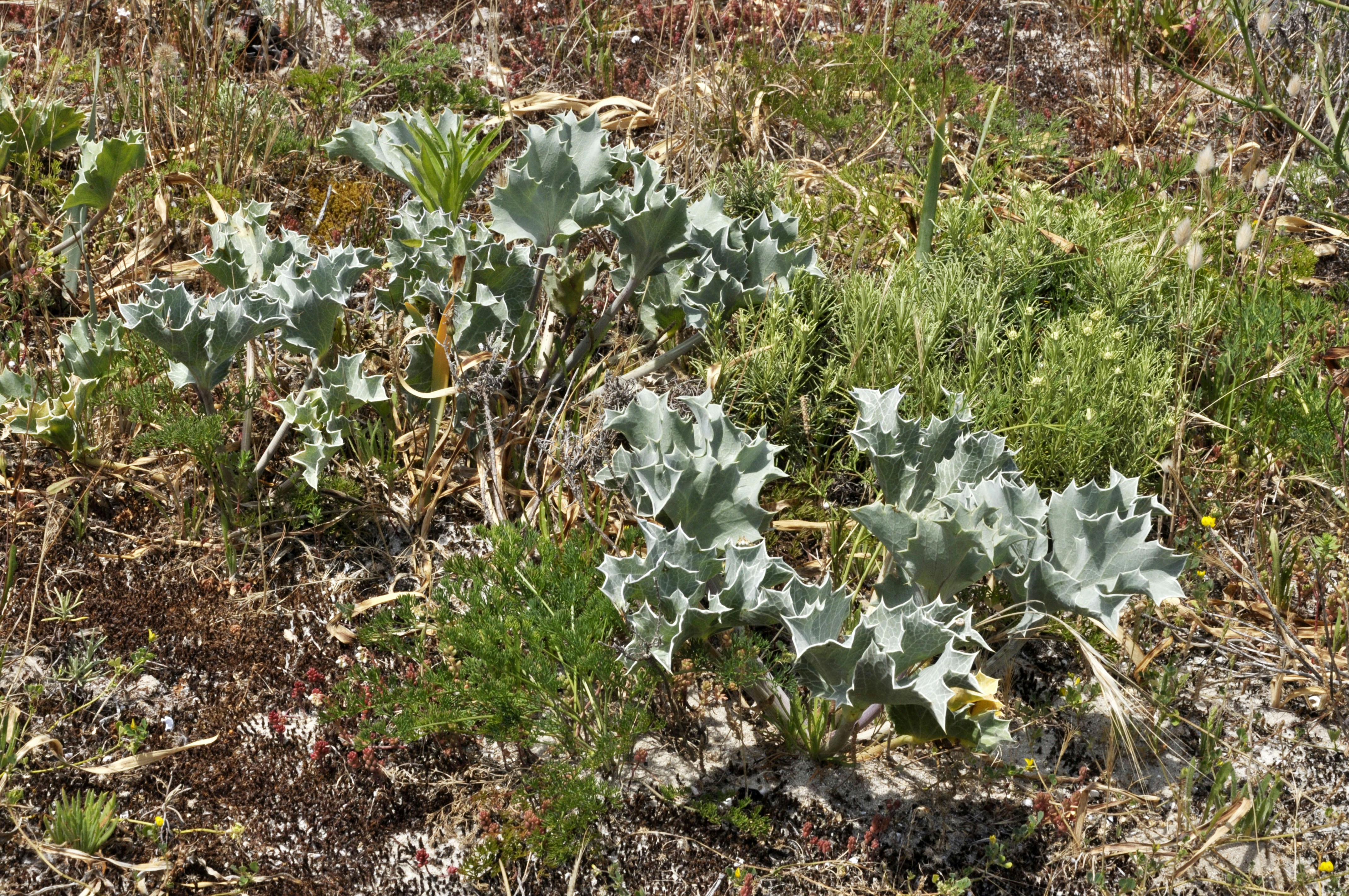 A plant growing out of the ground in a field