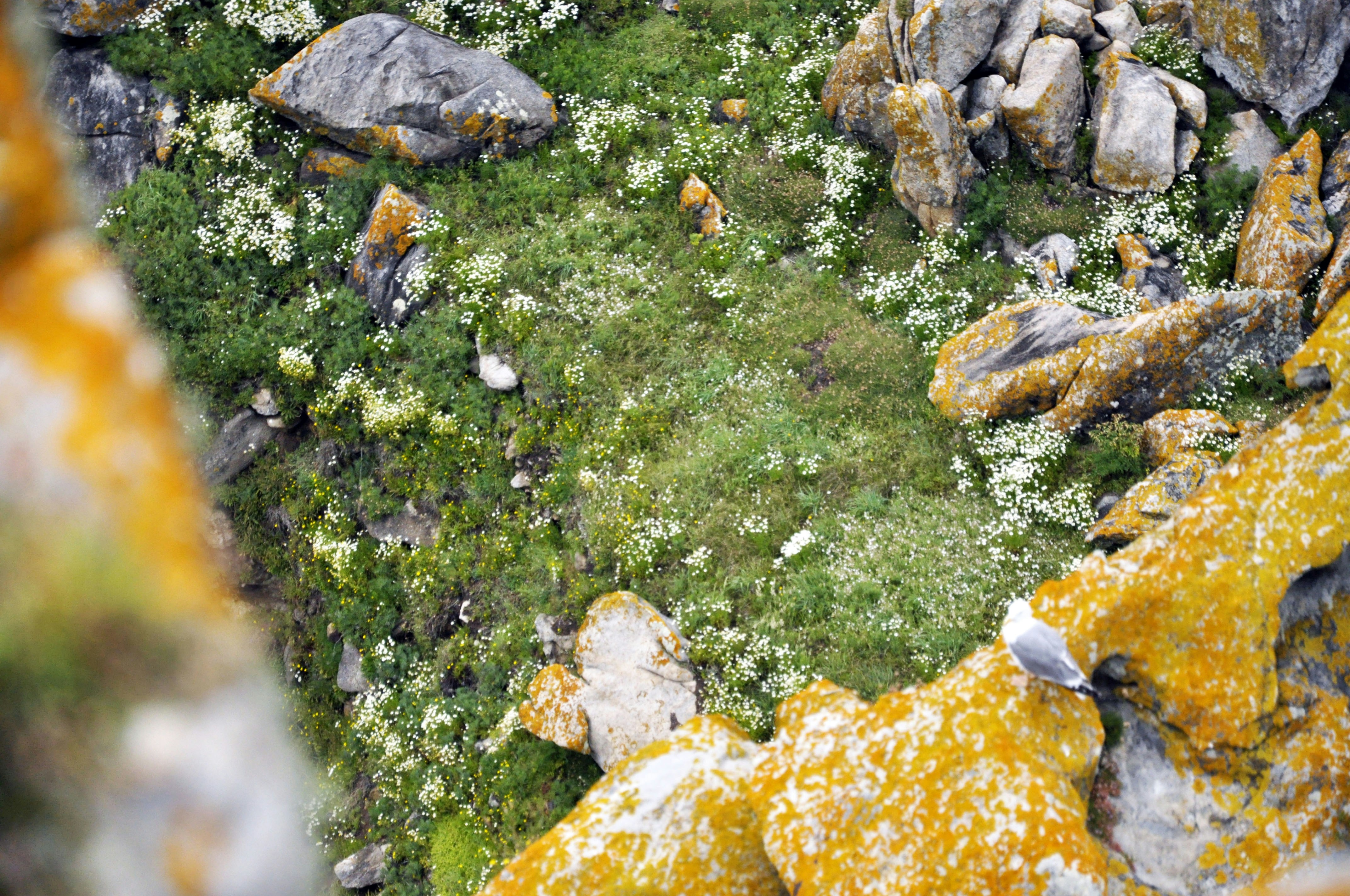 A patch of grass covered in lichen and moss