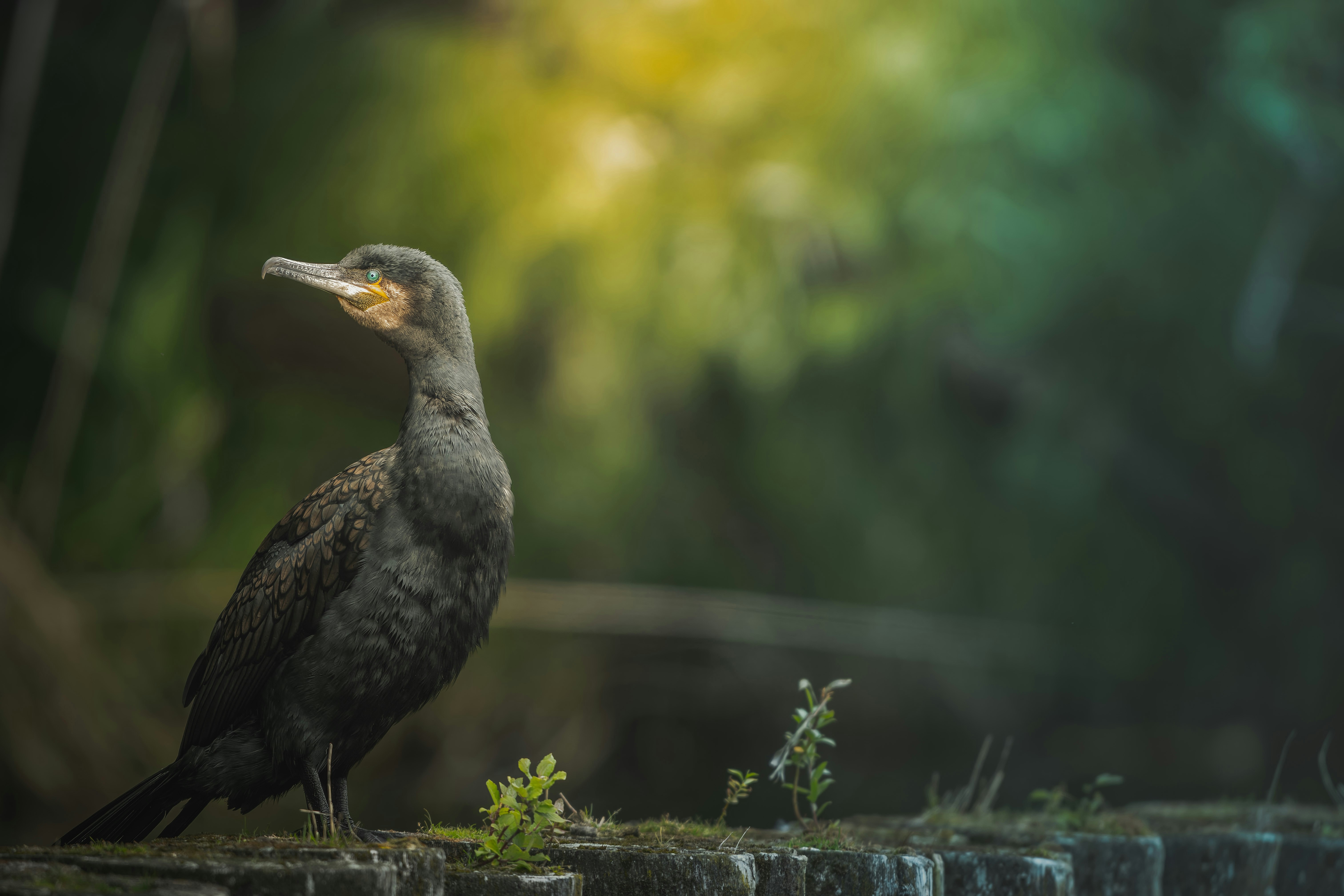 Photo by dkomow