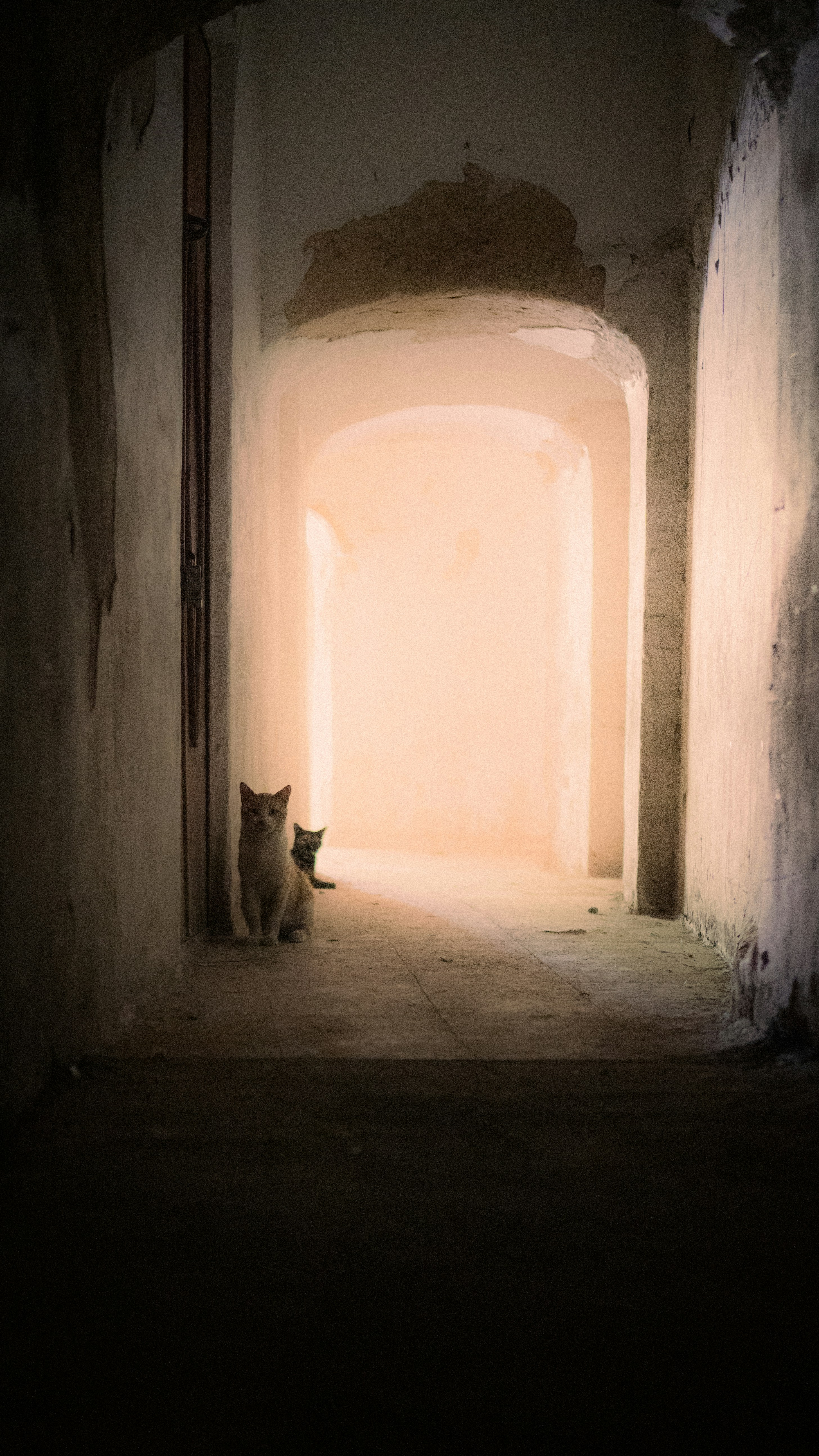 Un gatto seduto nel mezzo di un tunnel