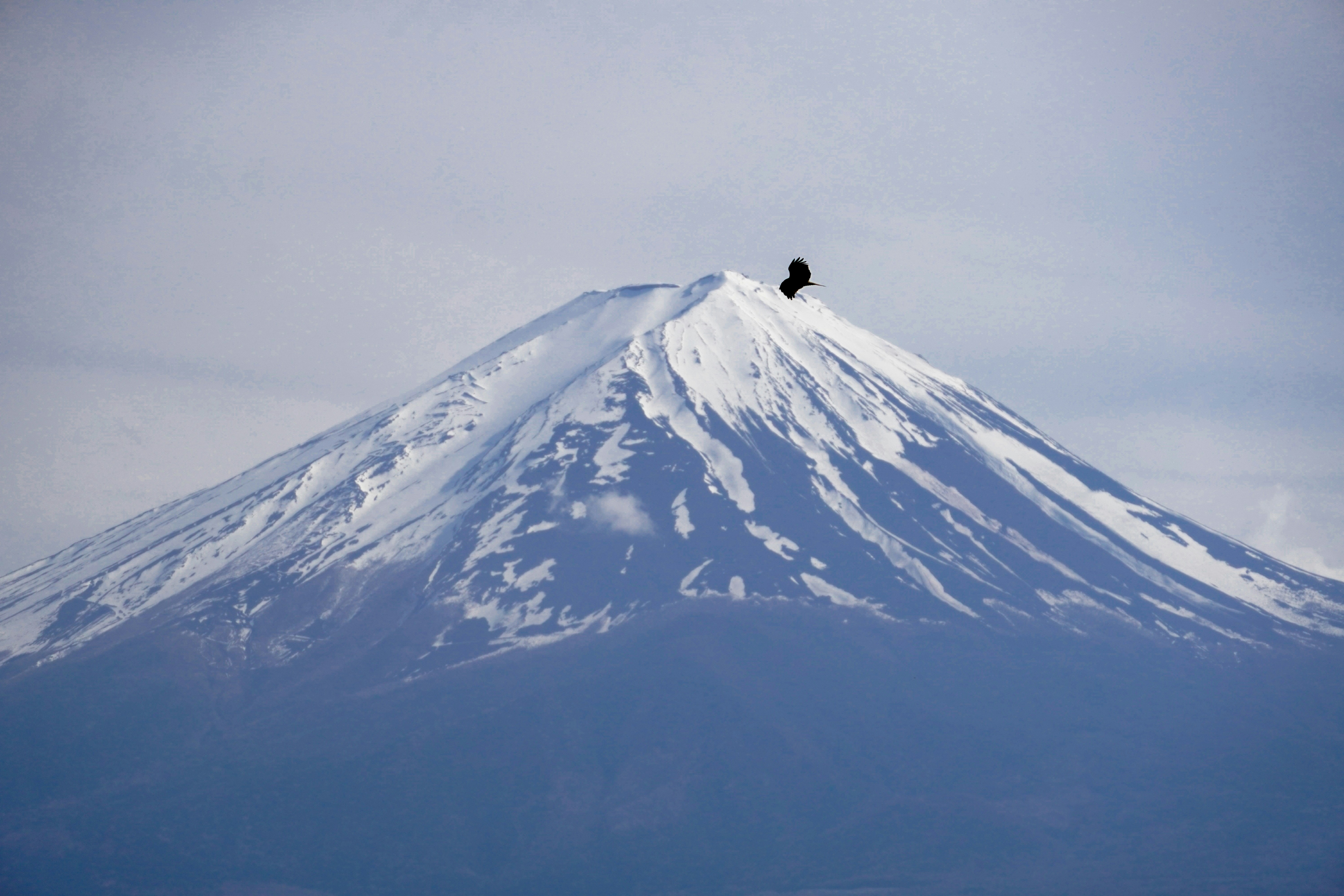 눈 덮인 산 꼭대기에 앉아 있는 새