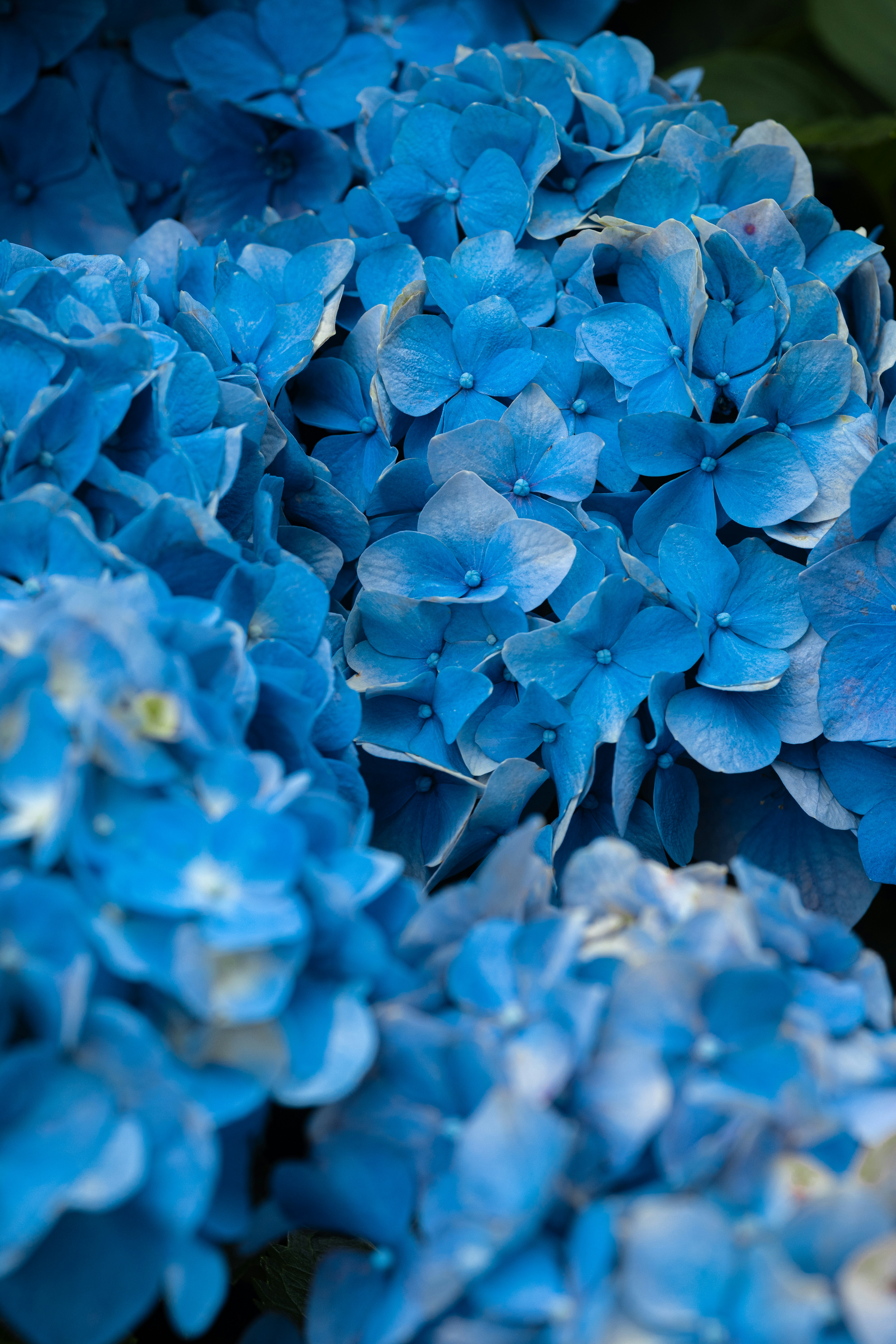 Blue By Eric Ripert Menu