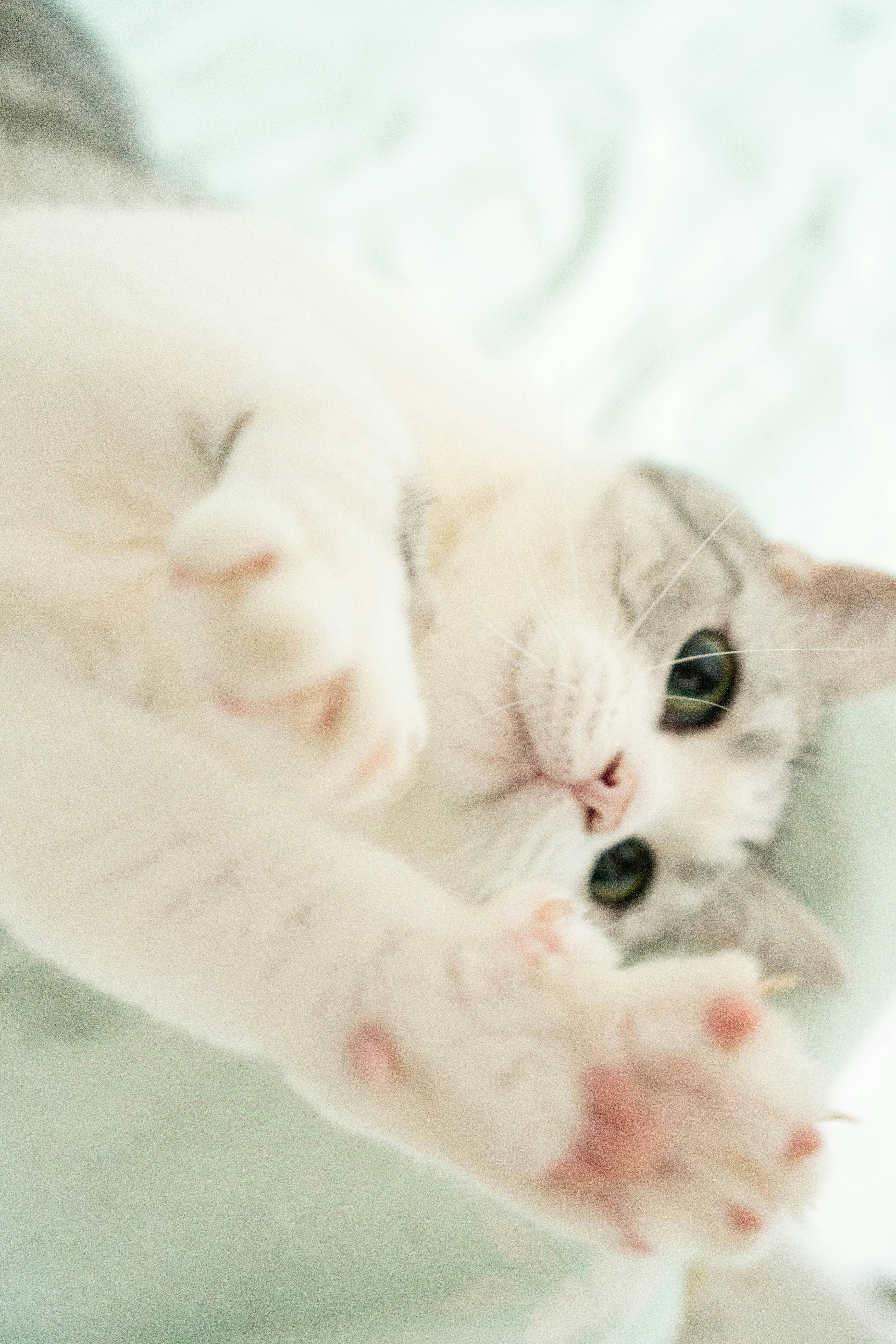 A cat is playing with a toy on a bed