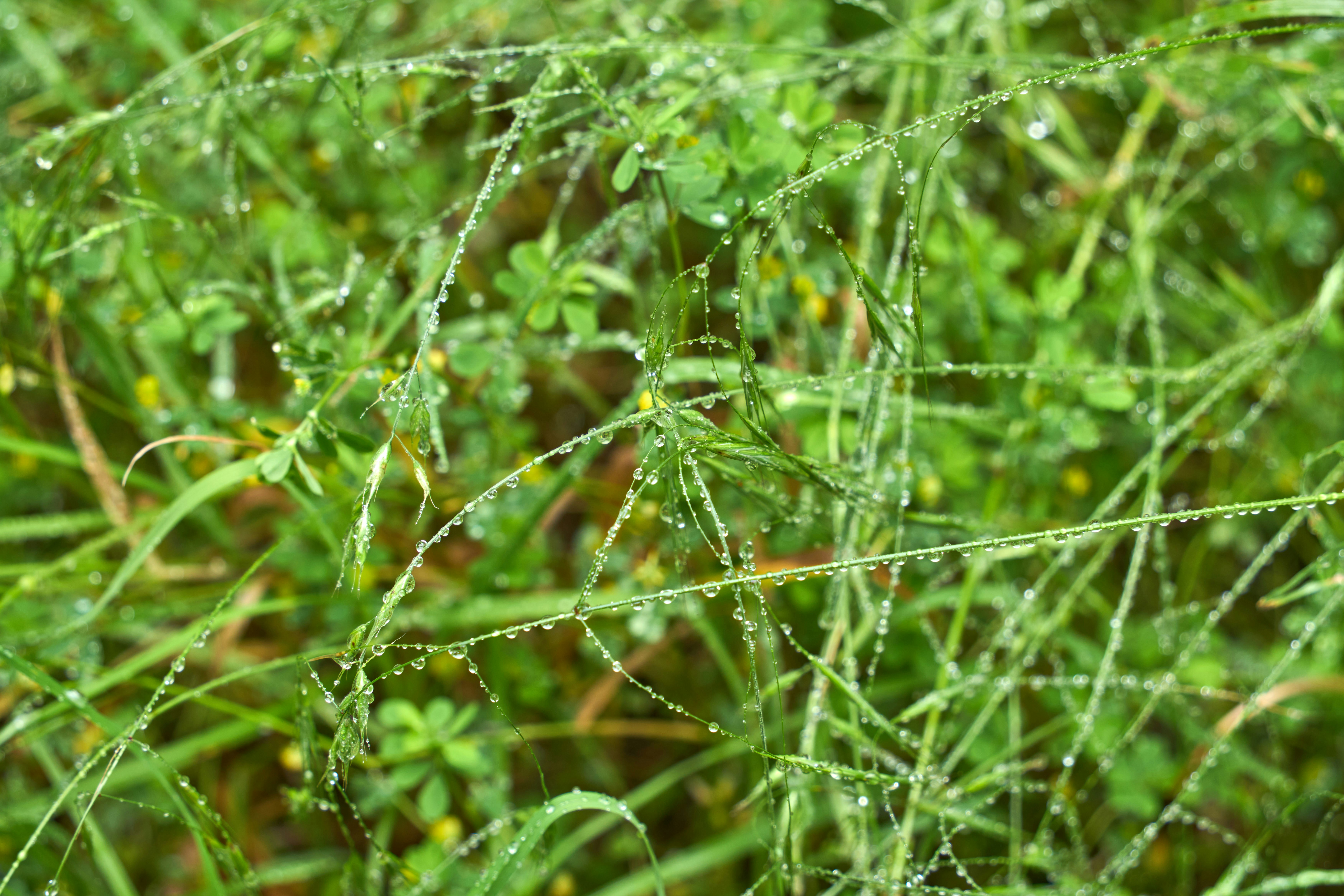 Photo by wolfgang_hasselmann