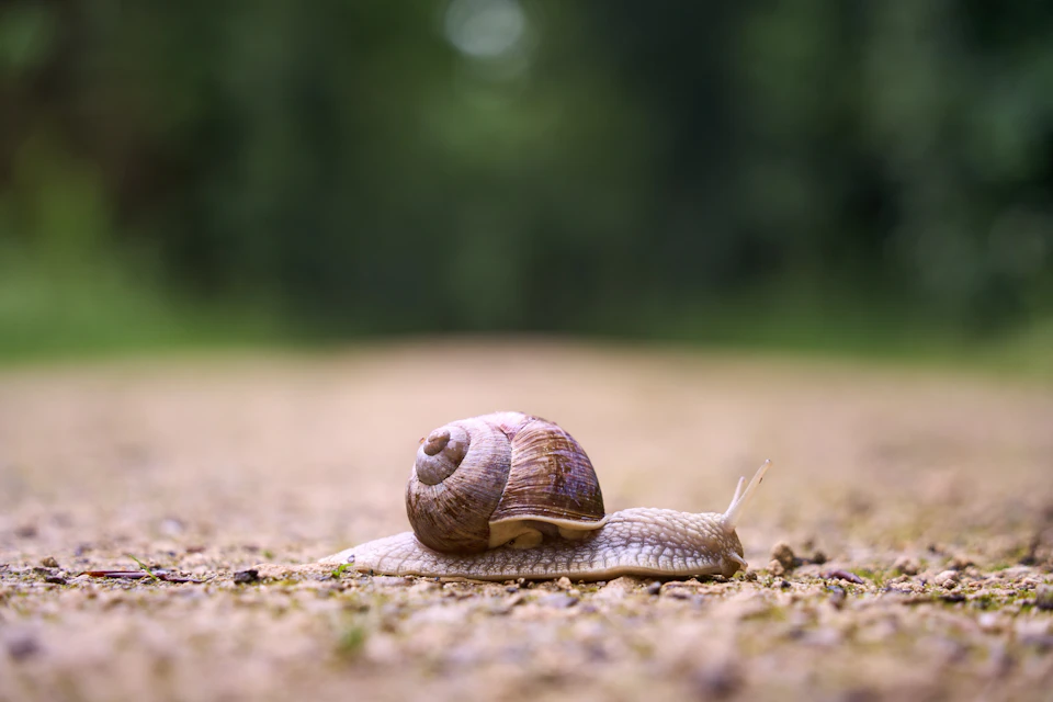 The image shows a snail making its way across a dirt path. The snail, with its brown shell and white body, is moving towards the right side of the frame. The background features a blurred green forest, providing a natural setting for the scene.