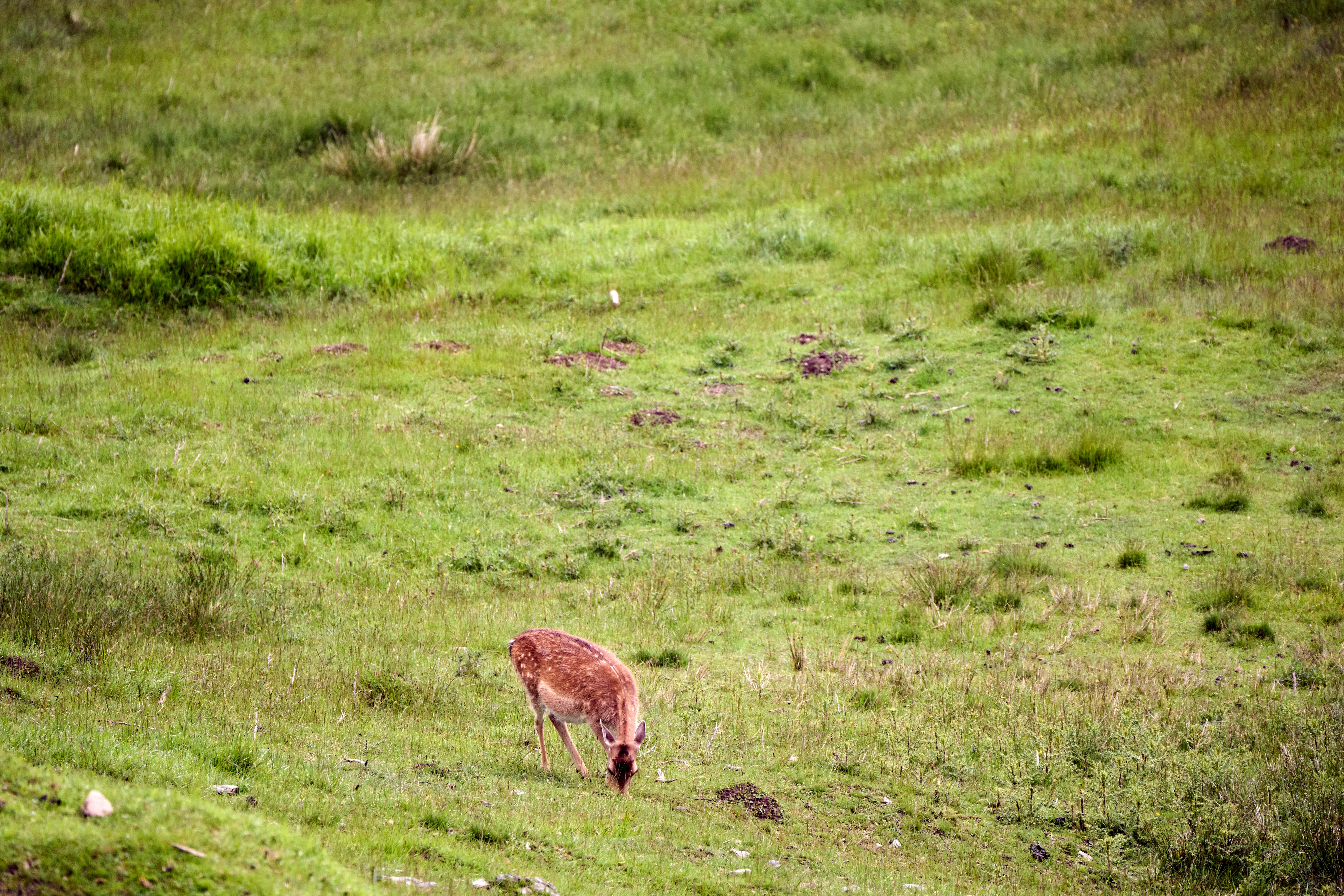 Photo by wolfgang_hasselmann