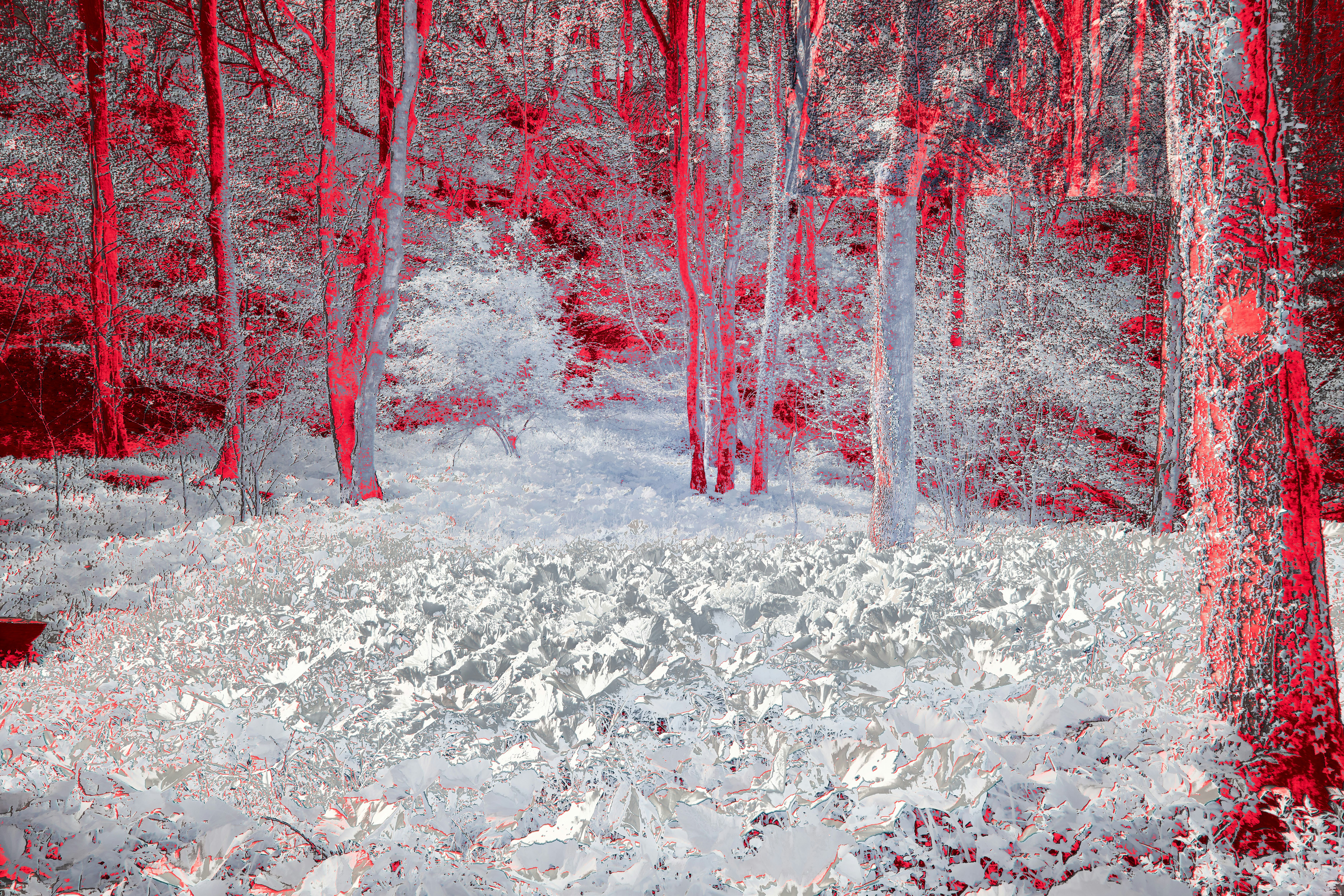 Photo by wolfgang_hasselmann