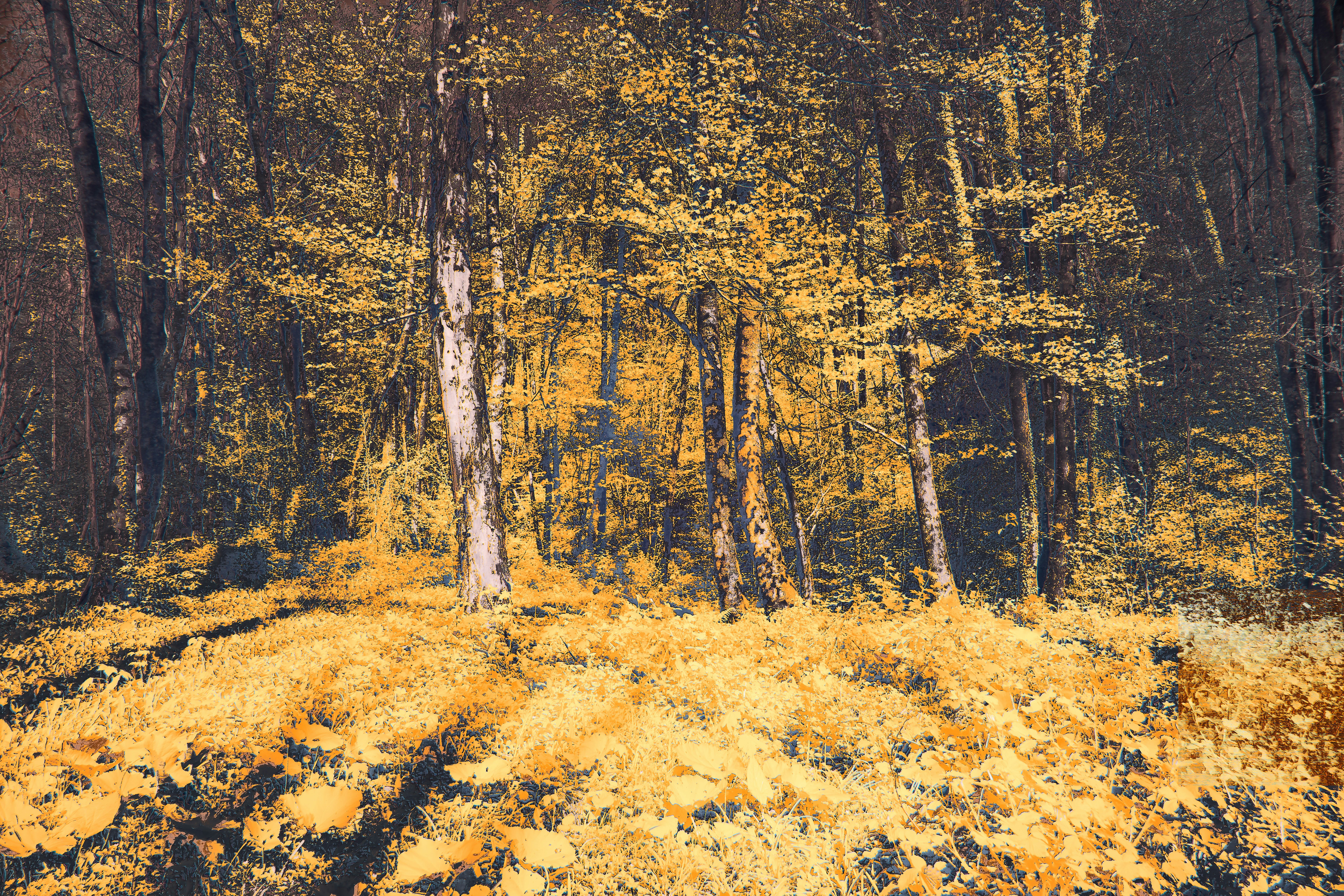 Photo by wolfgang_hasselmann