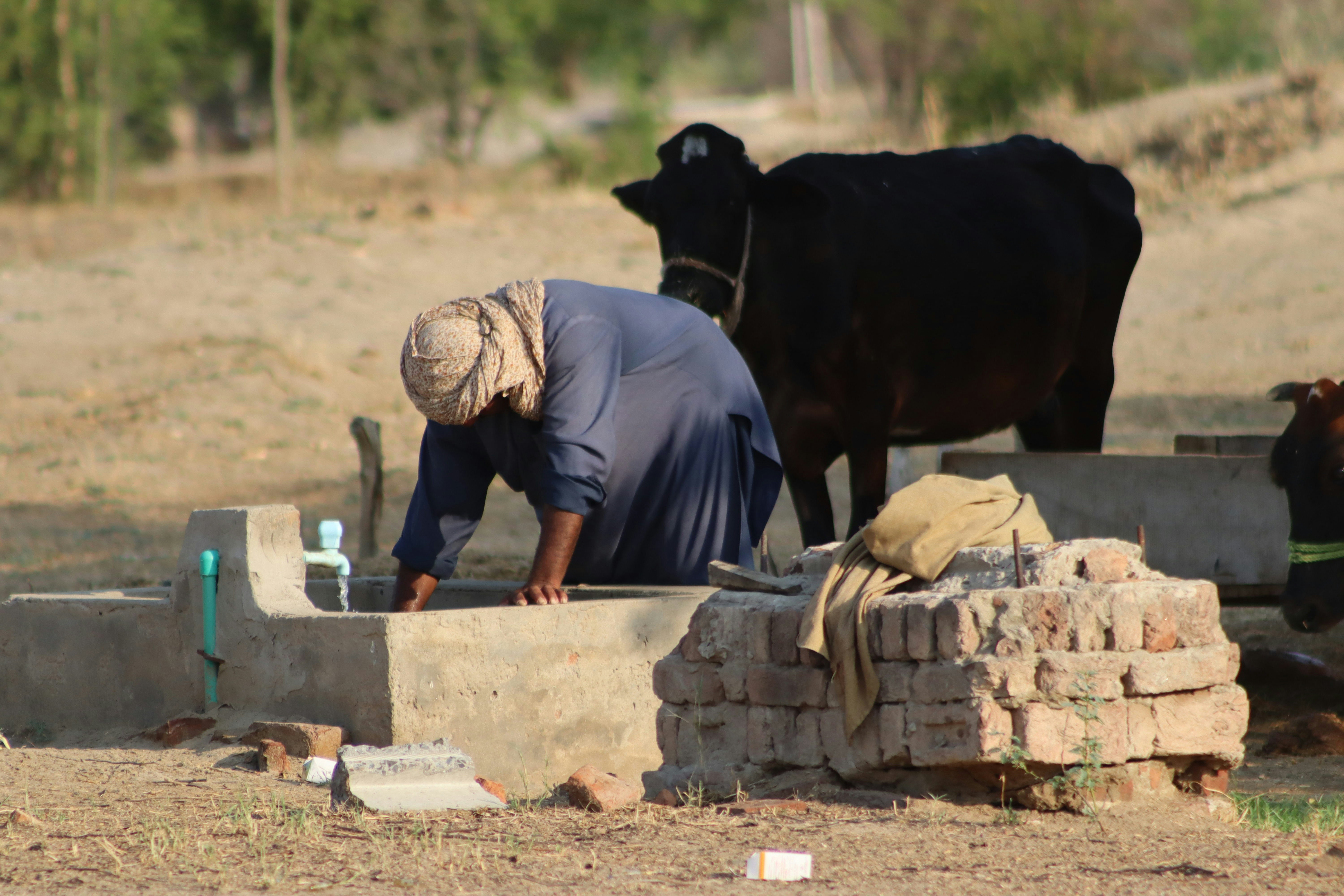 Milking cow in field
