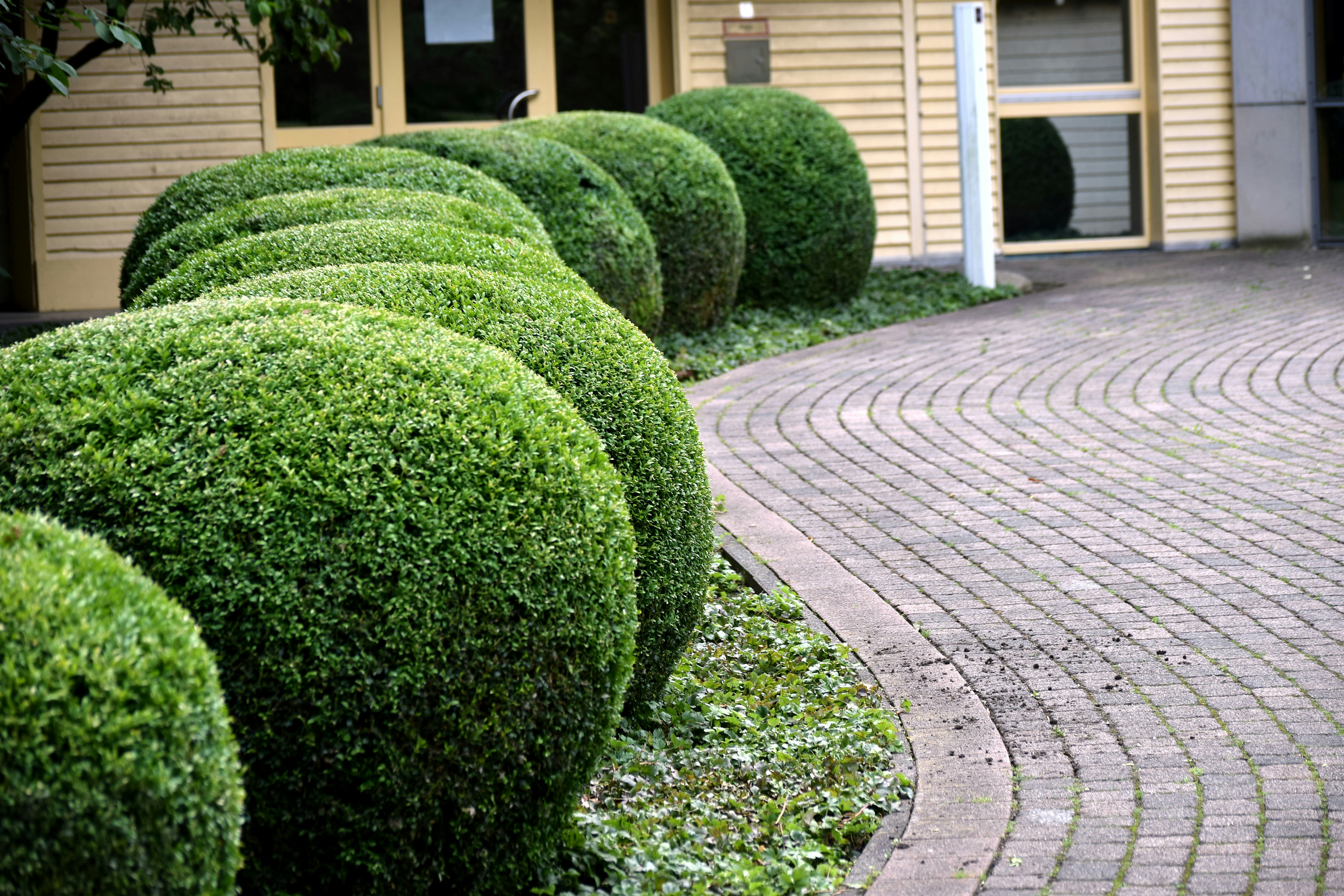 A row of green bushes sitting next to a building