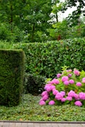 A couple of bushes that are next to each other