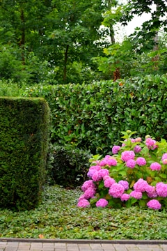 A couple of bushes that are next to each other