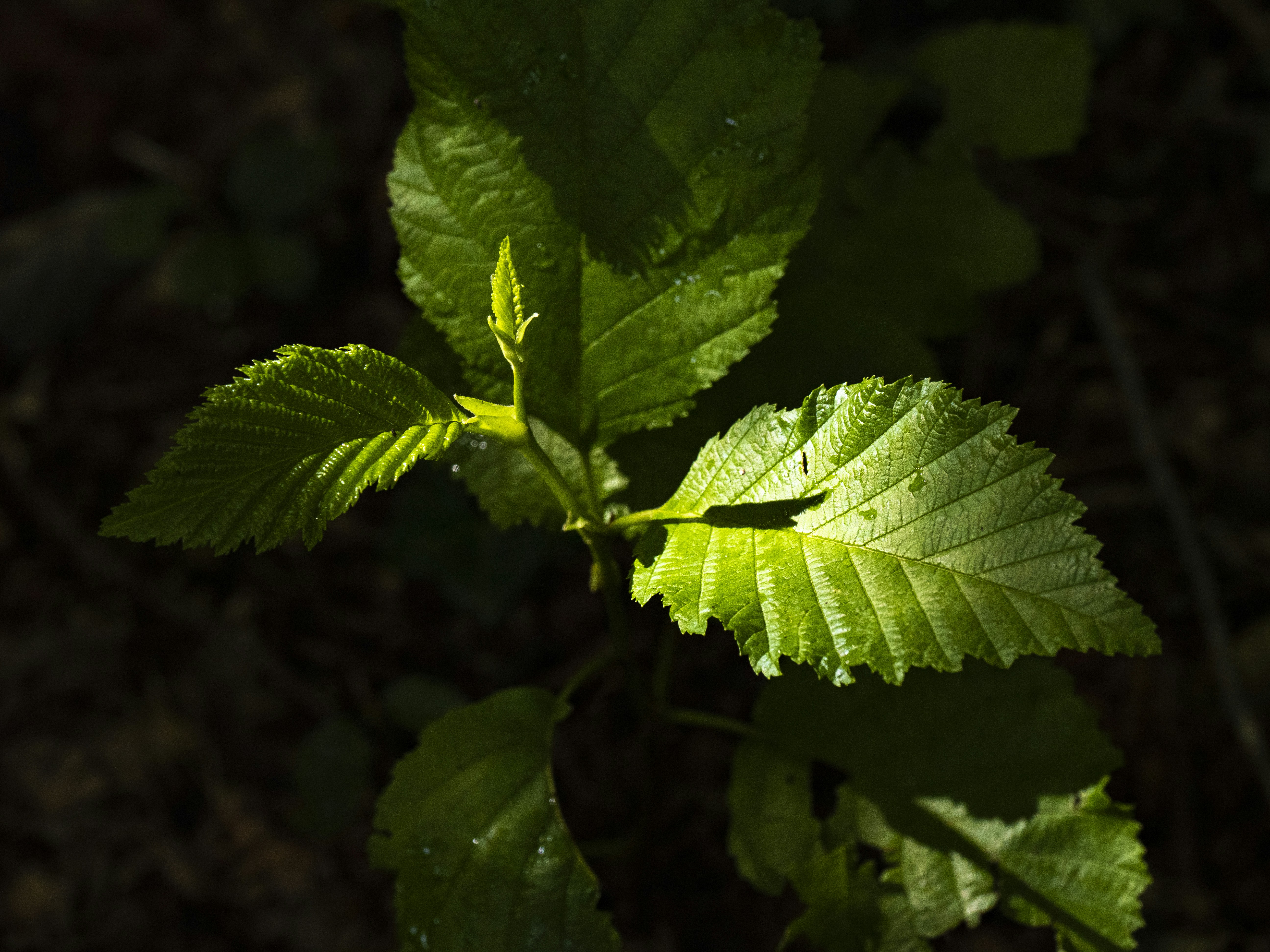 Photo by gopitri_prem