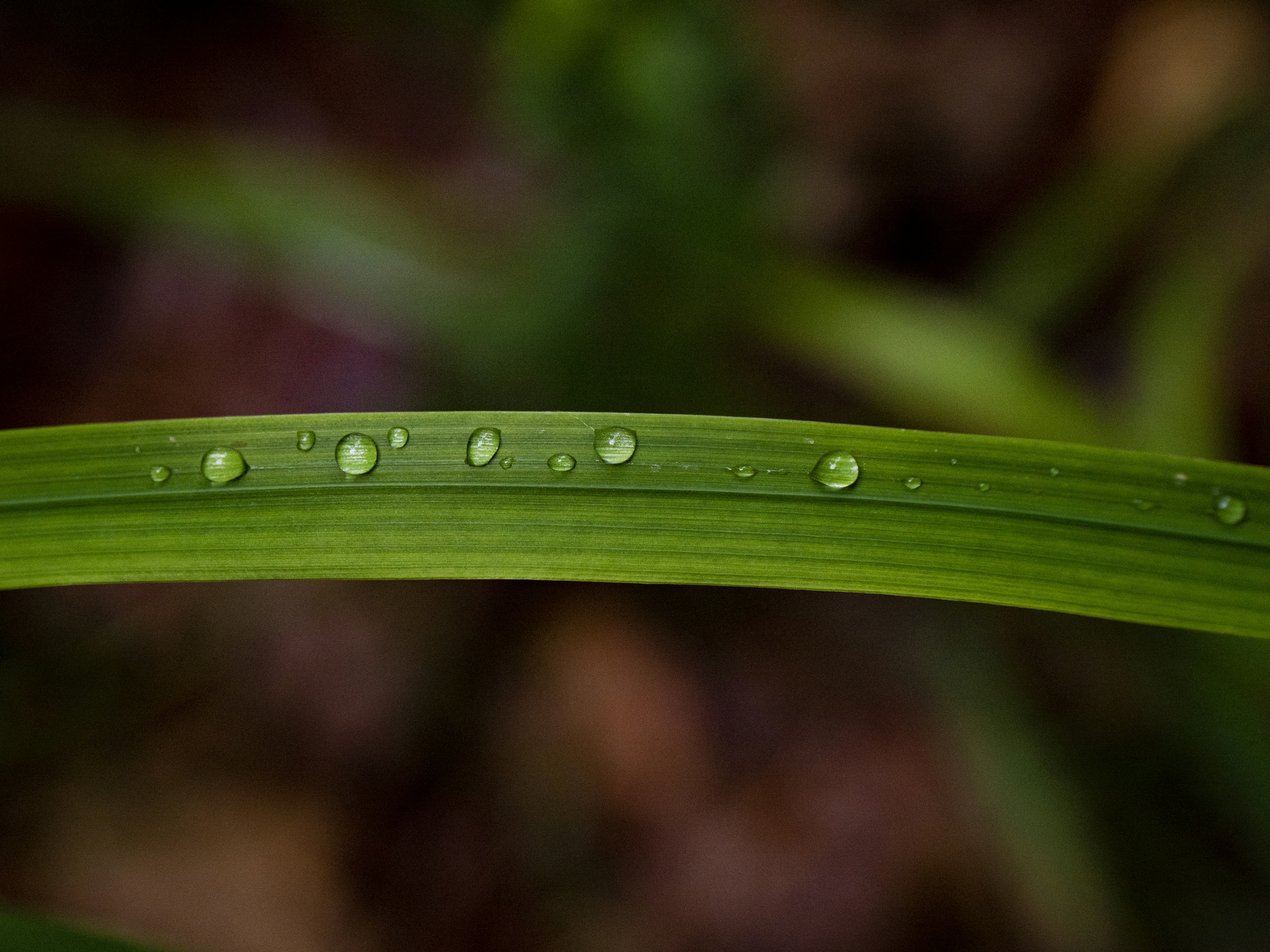 Photo by gopitri_prem