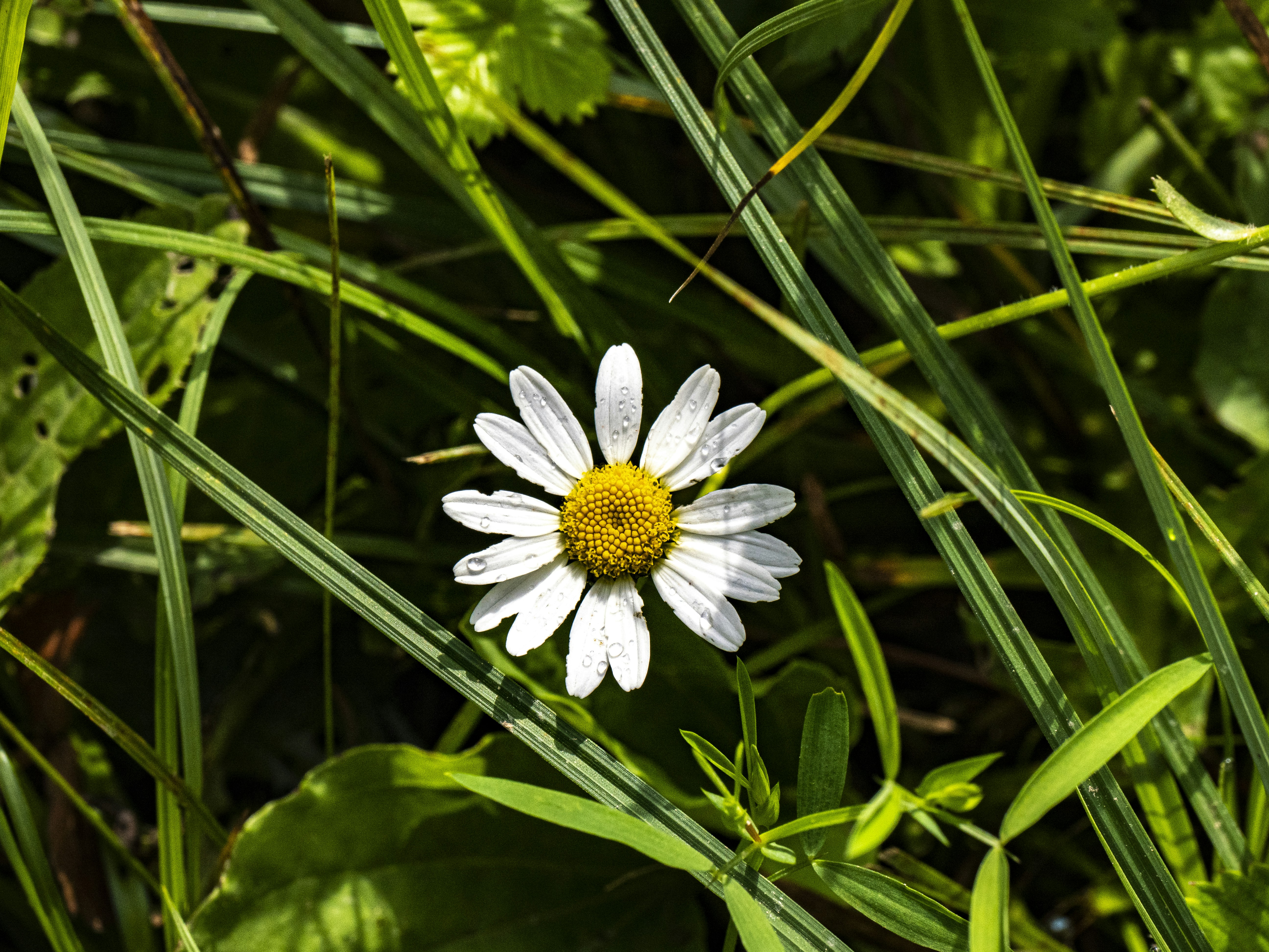 Photo by gopitri_prem