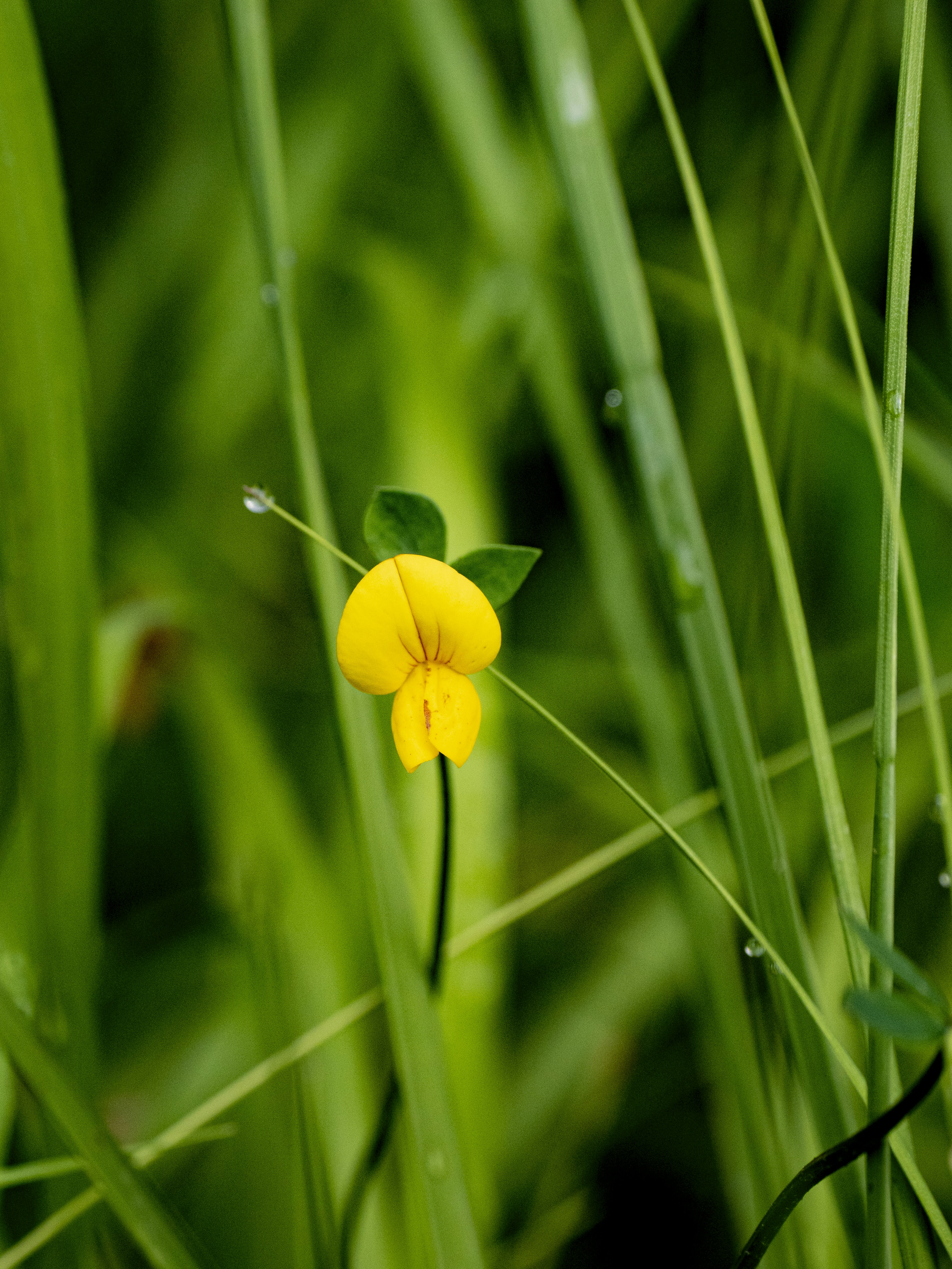 Photo by gopitri_prem