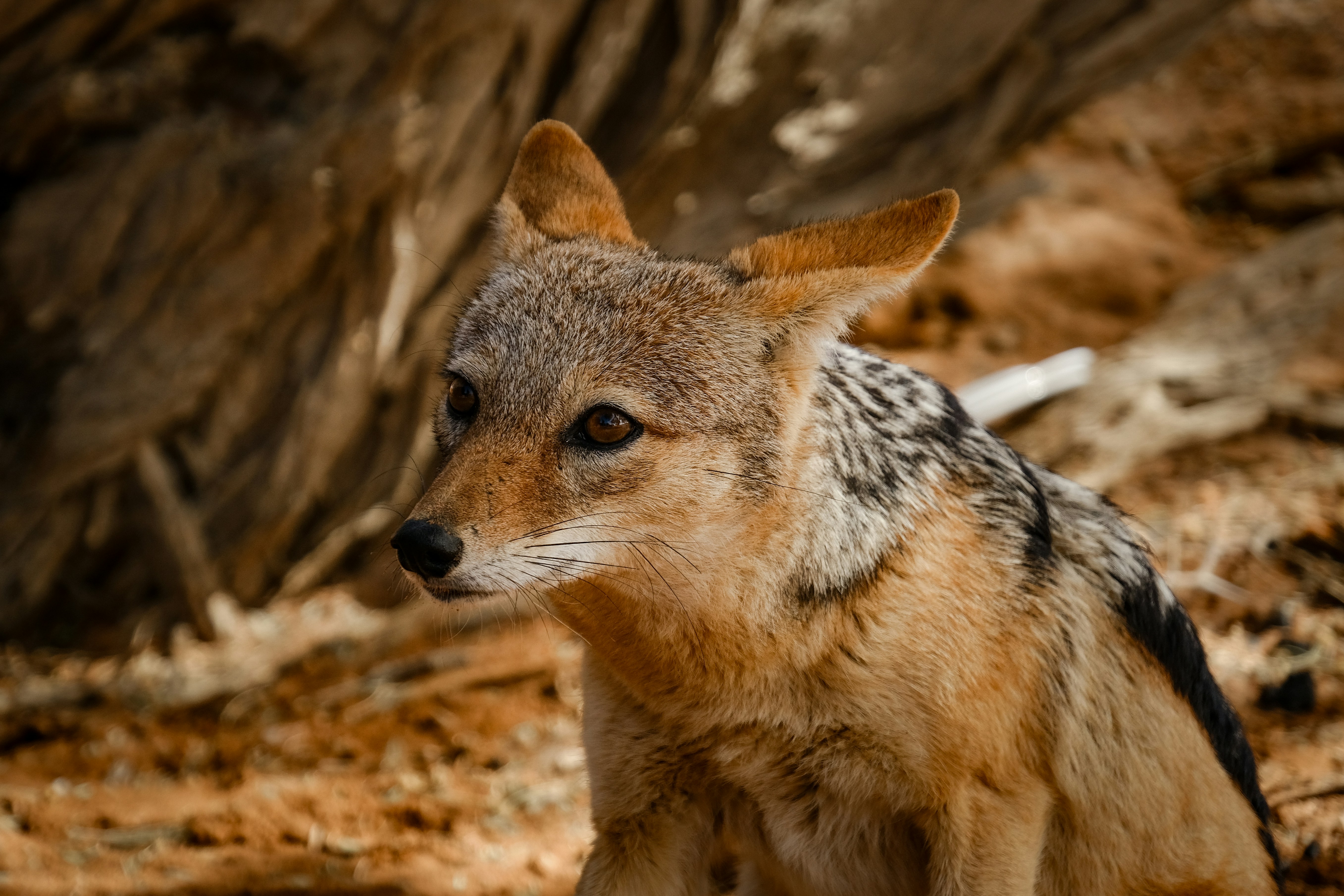 Photo by francesco_ungaro