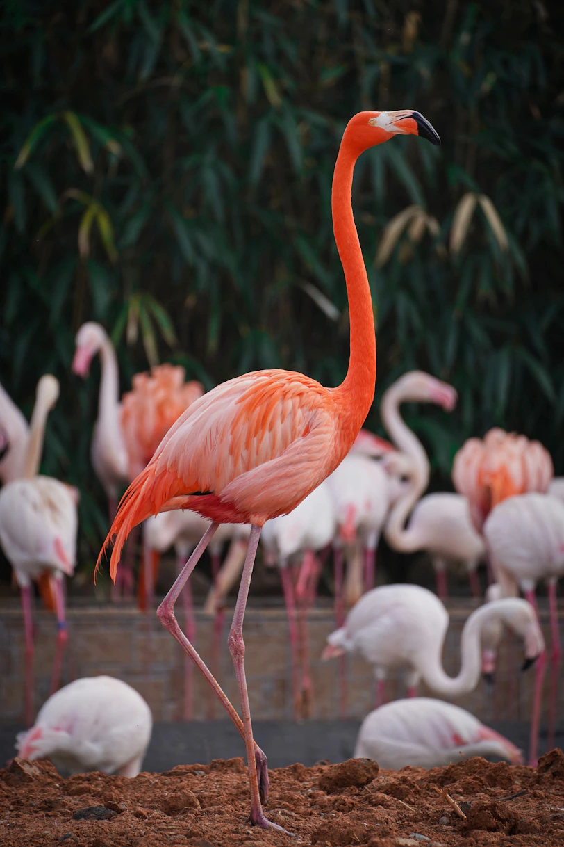 A group of flamingos standing around in the dirt
