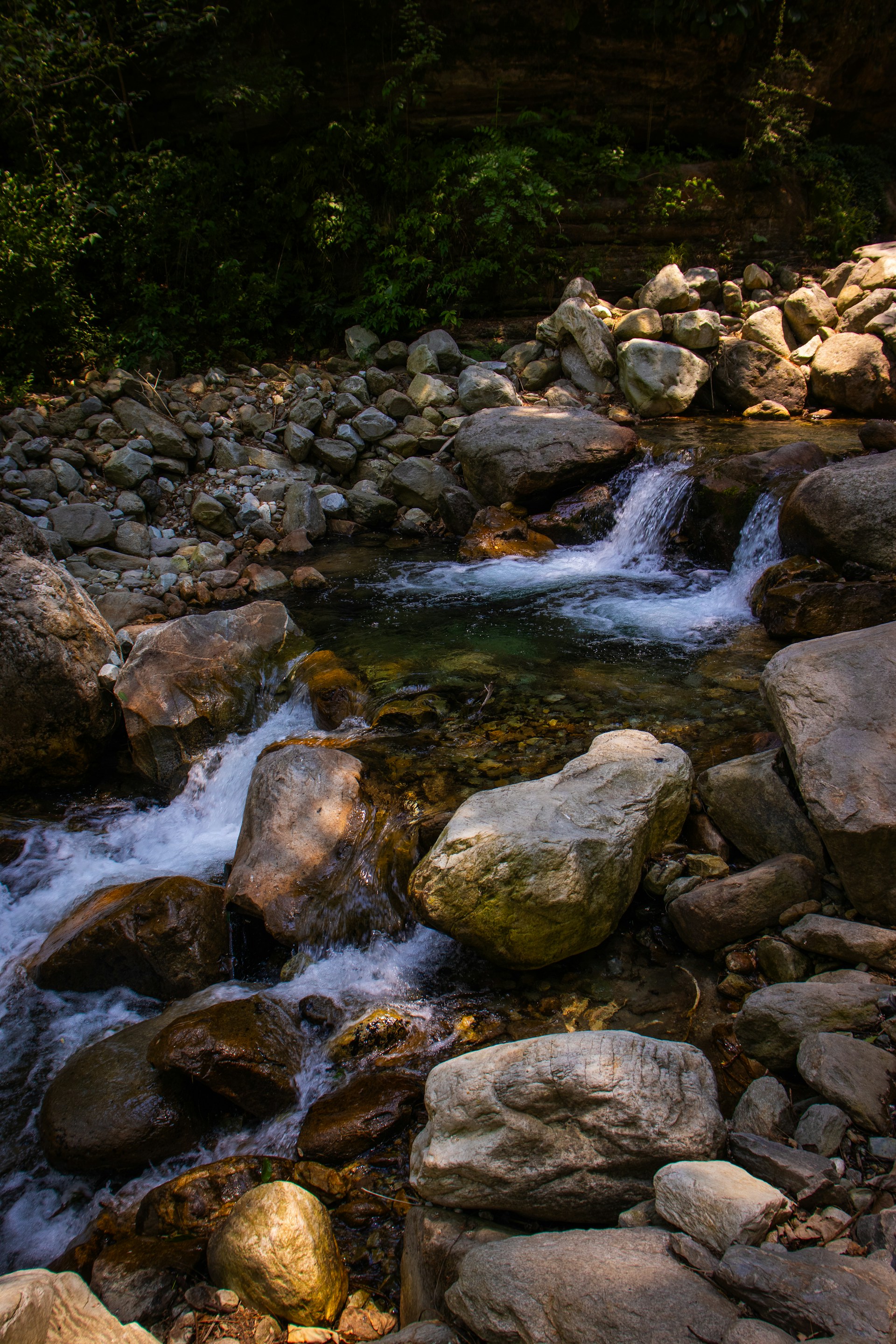 A stream running through a lush green forest