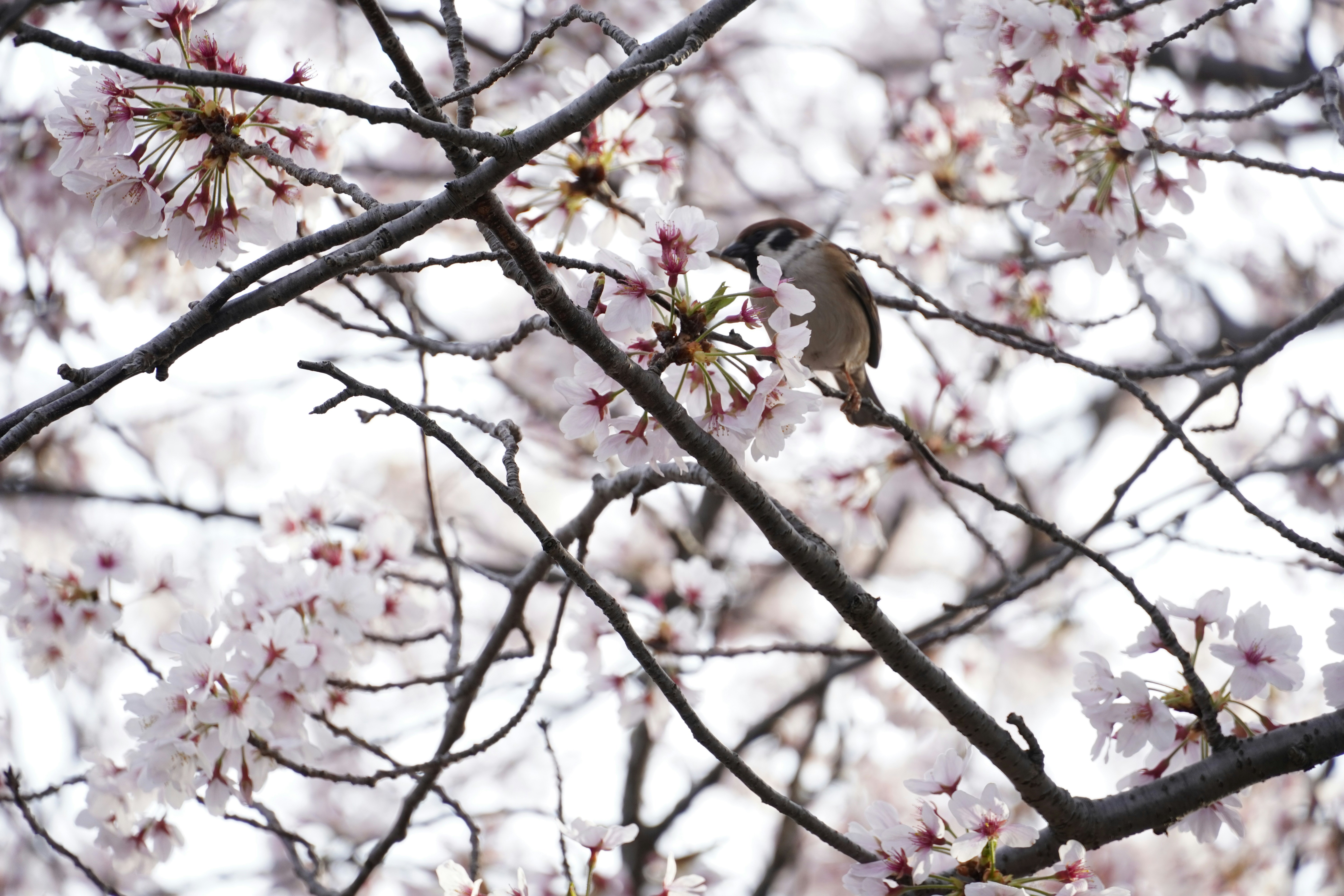 Photo by dsnphotography