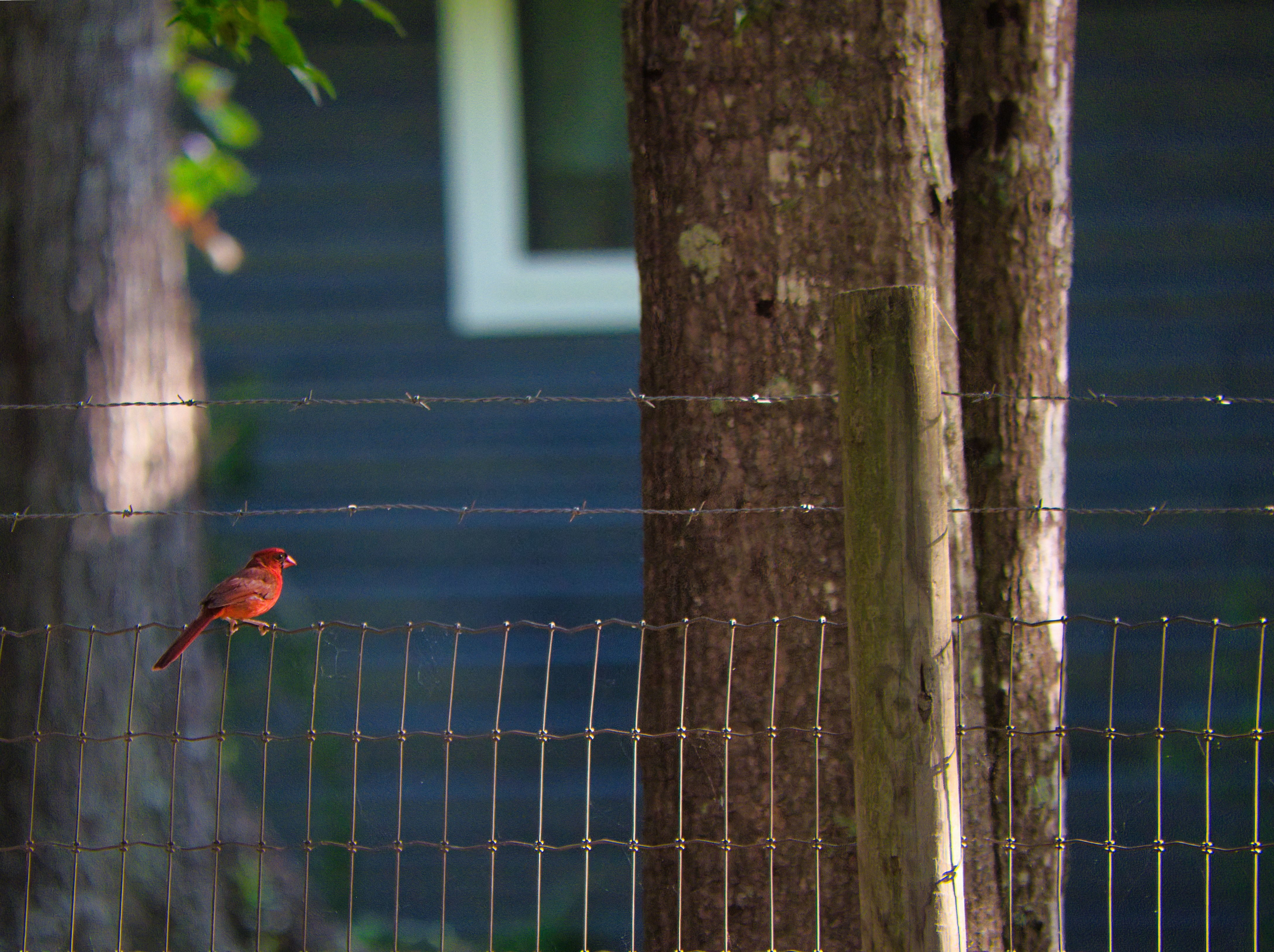 7 Best Times of Day for Backyard Bird Watching