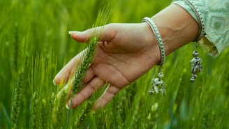 A woman's hand holding a stalk of grass in a field