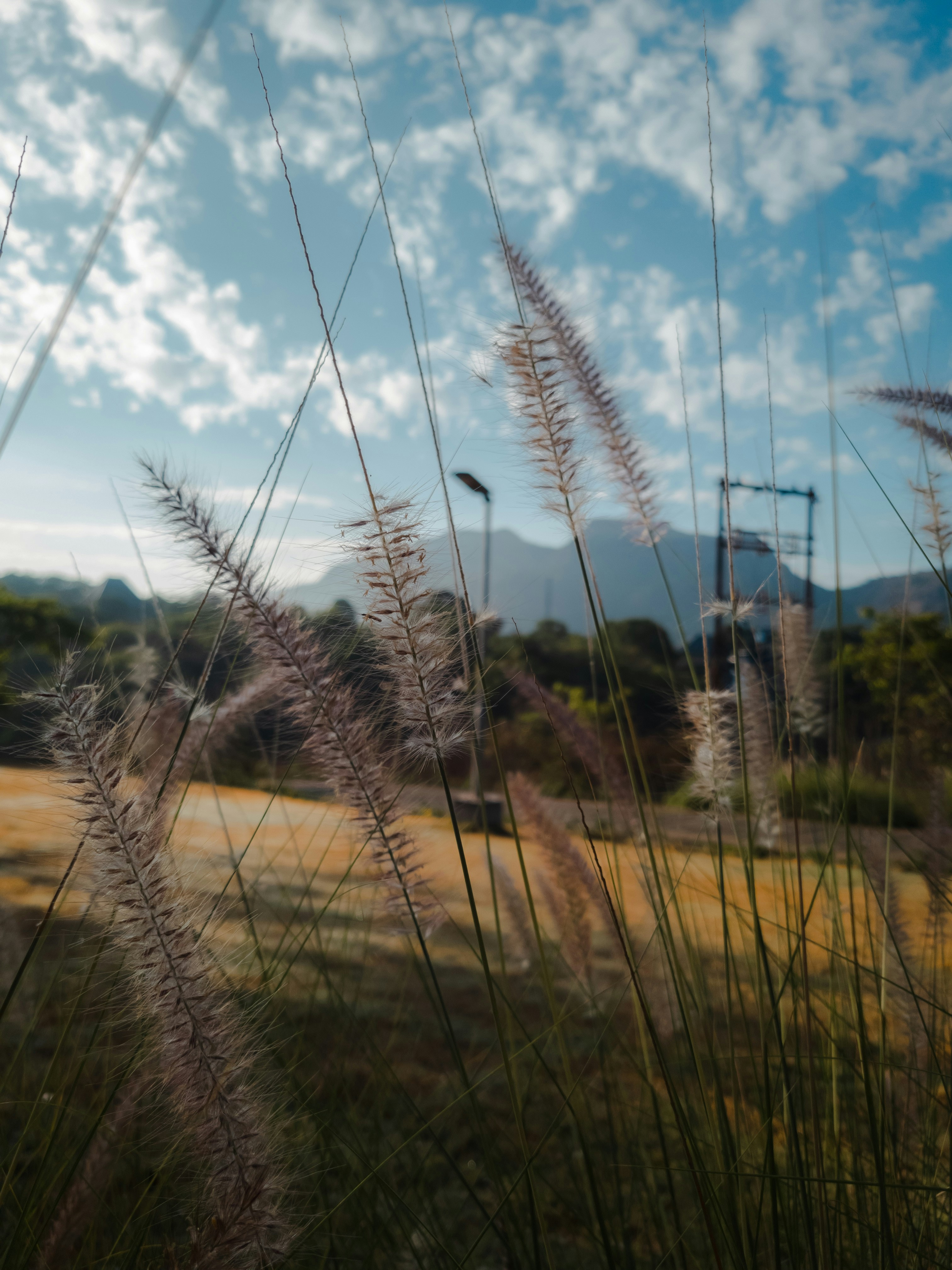 Un campo con hierba alta y un cielo azul