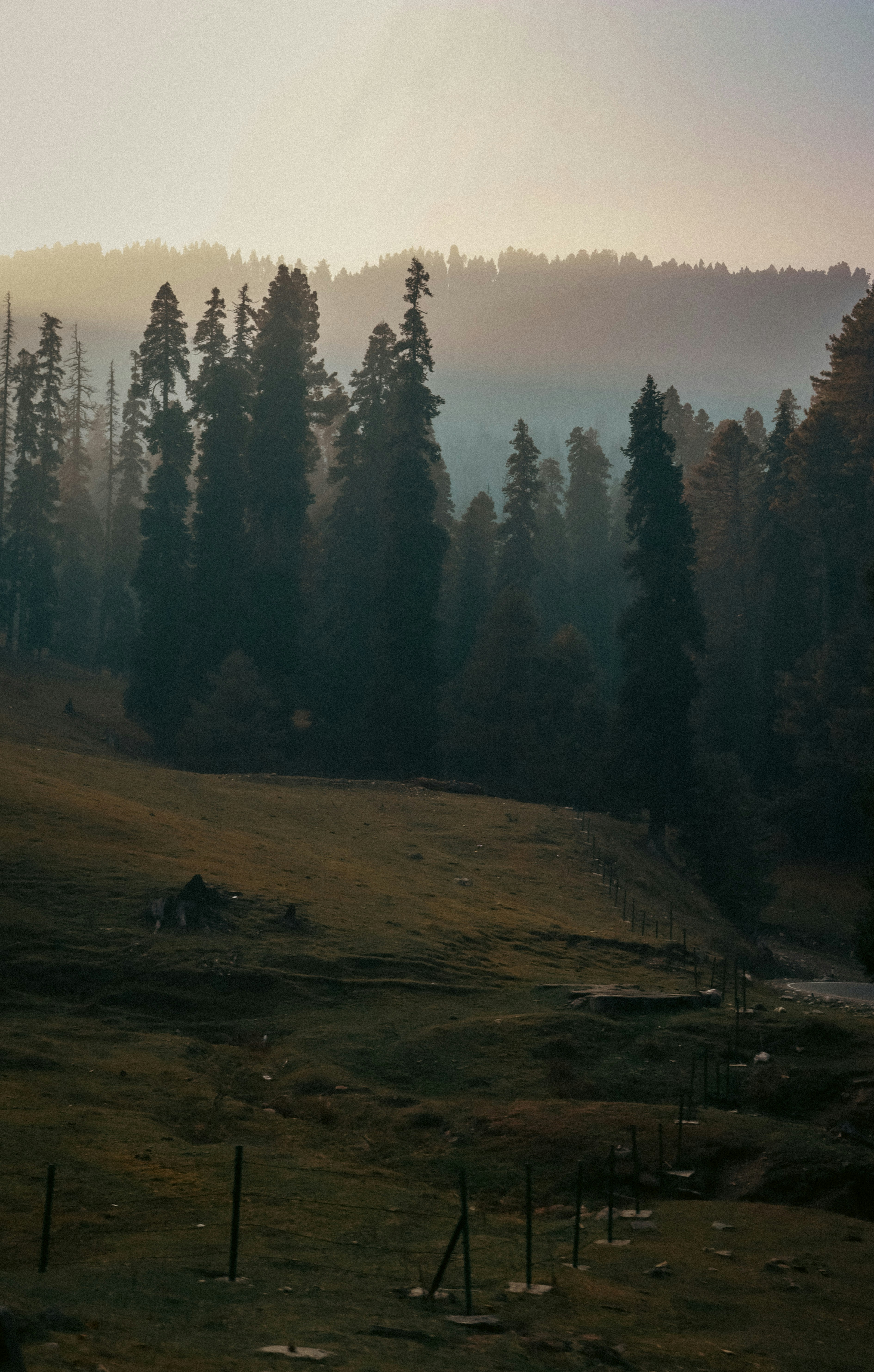 Un campo cubierto de hierba con un bosque al fondo