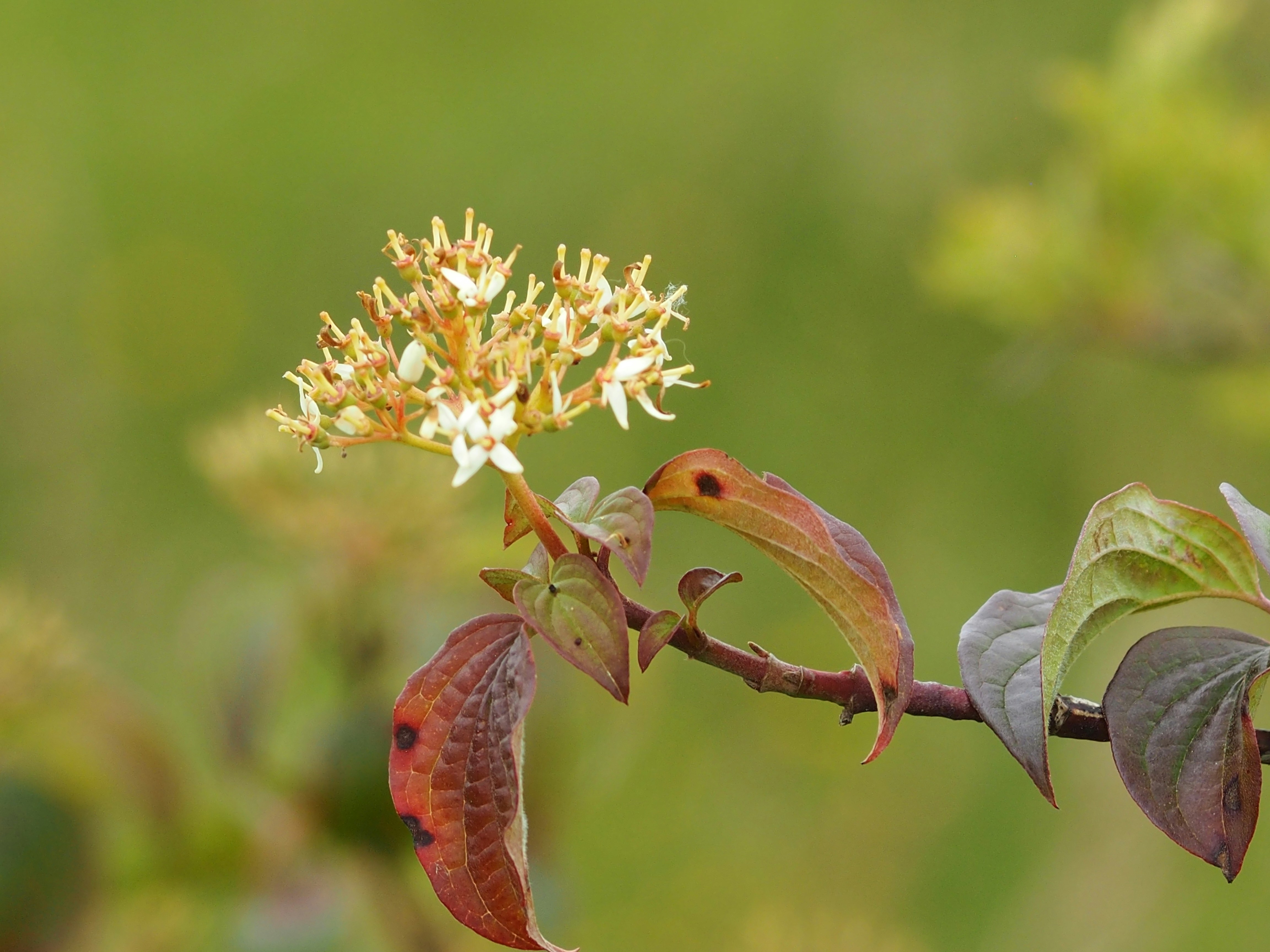 A close up of a flower on a tree branch