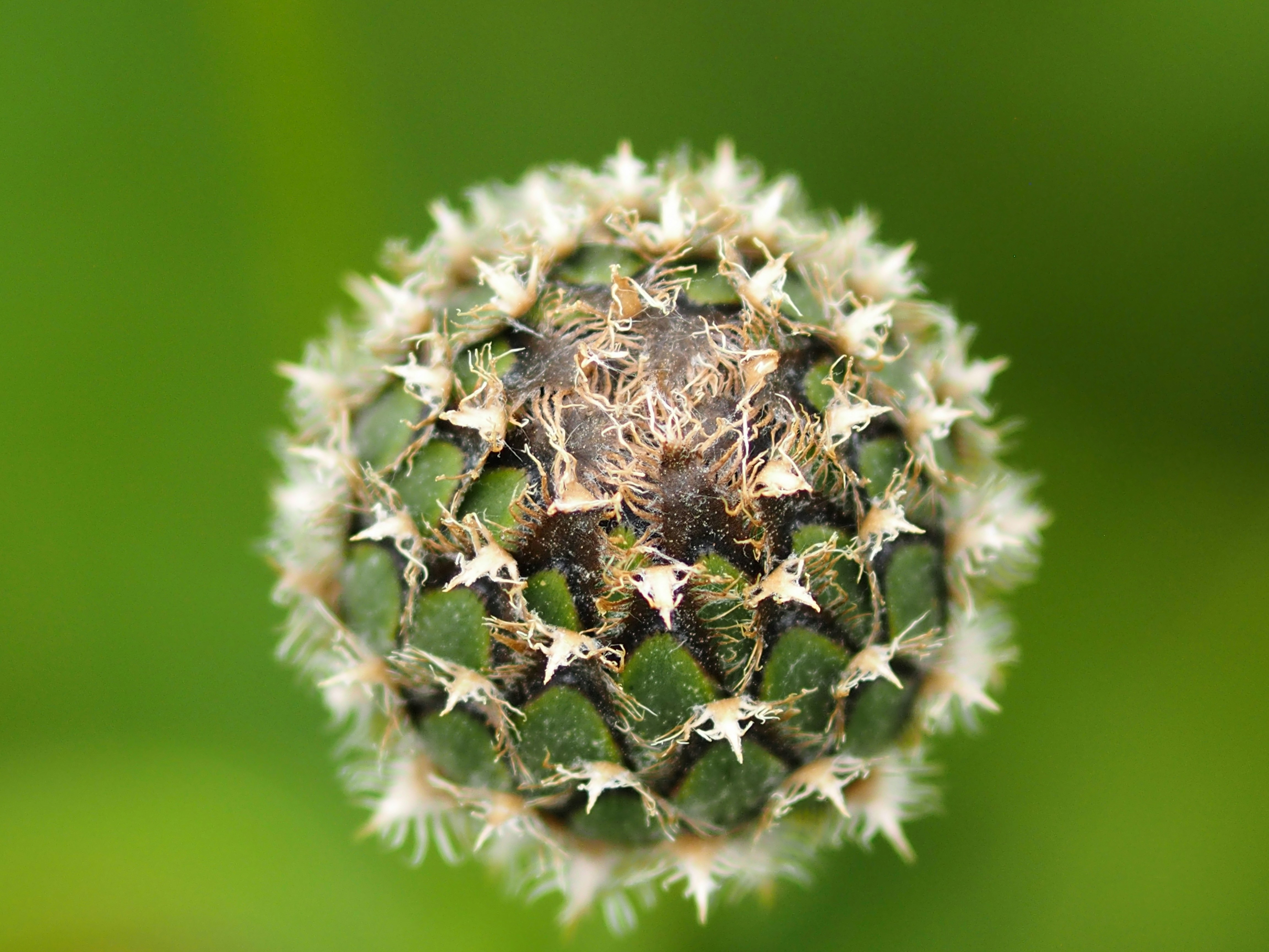 A close up of a flower with a blurry background