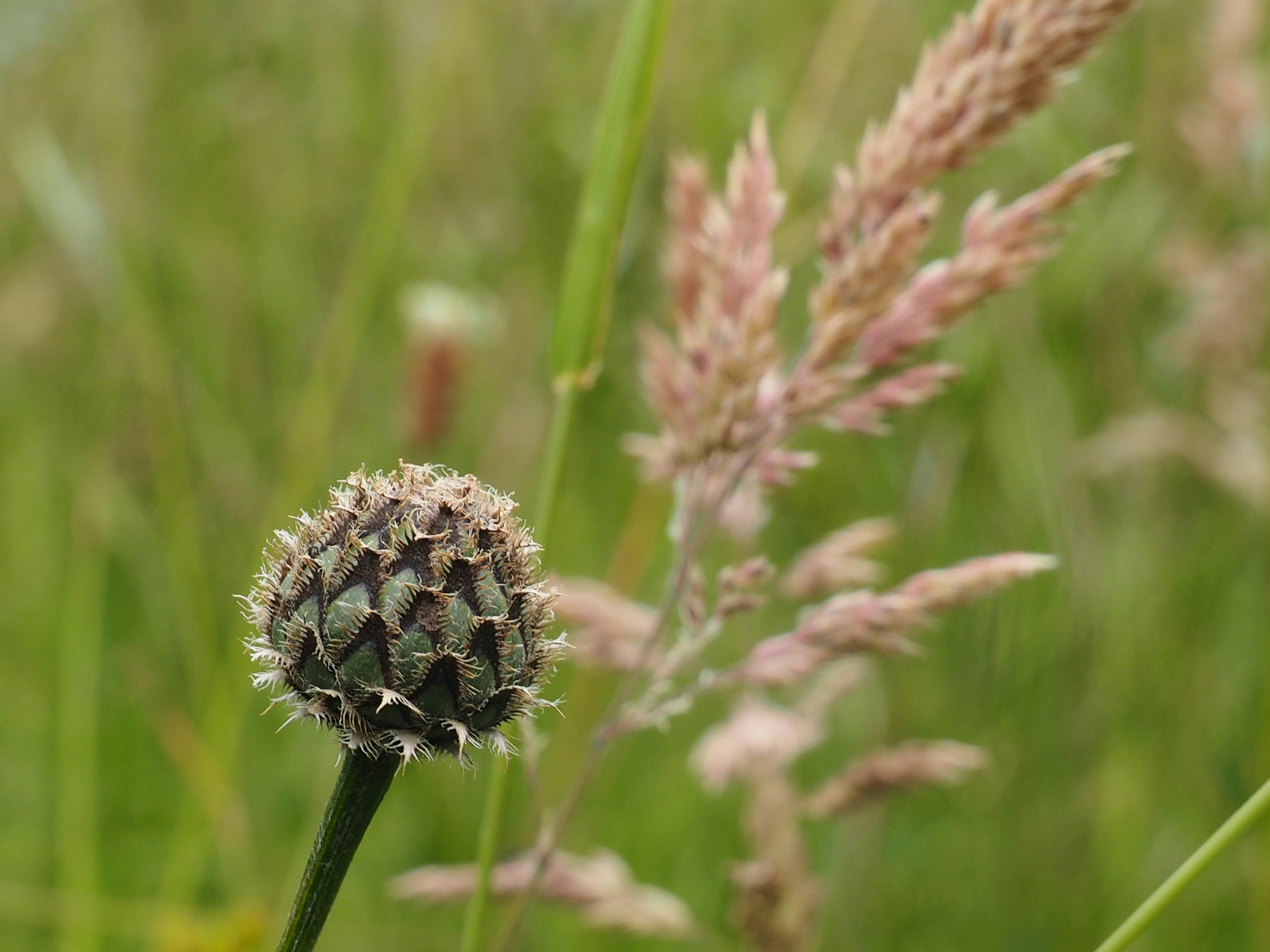 A close up of a flower in a field of grass