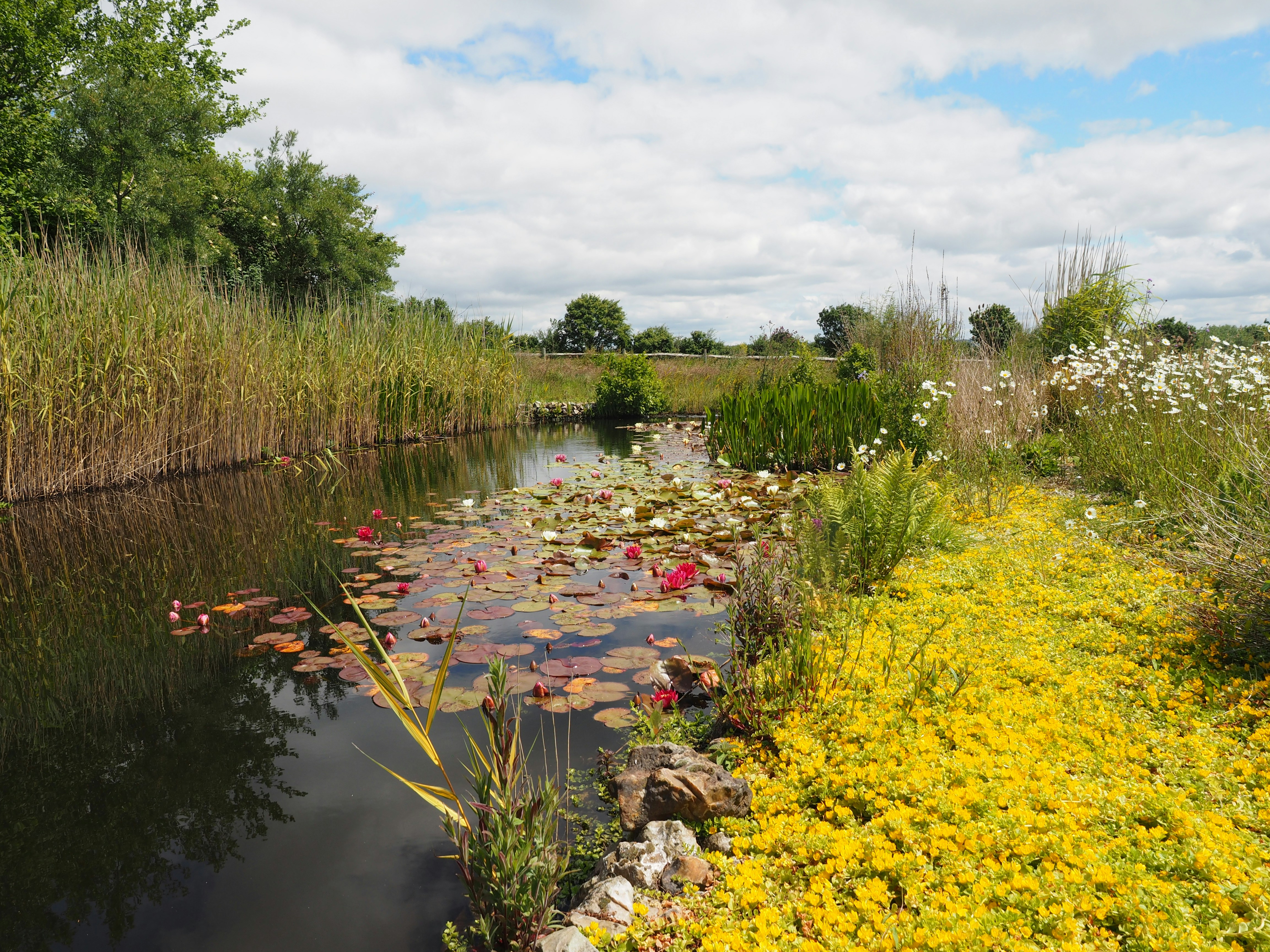 A stream running through a lush green field